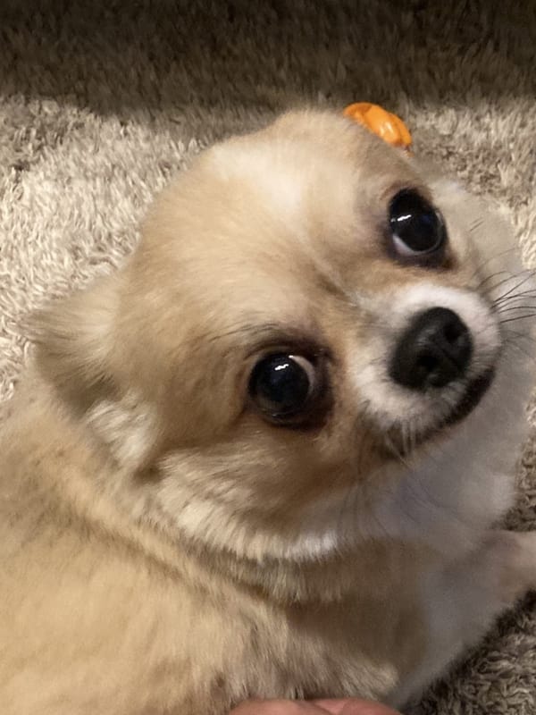 トトロ似店長～