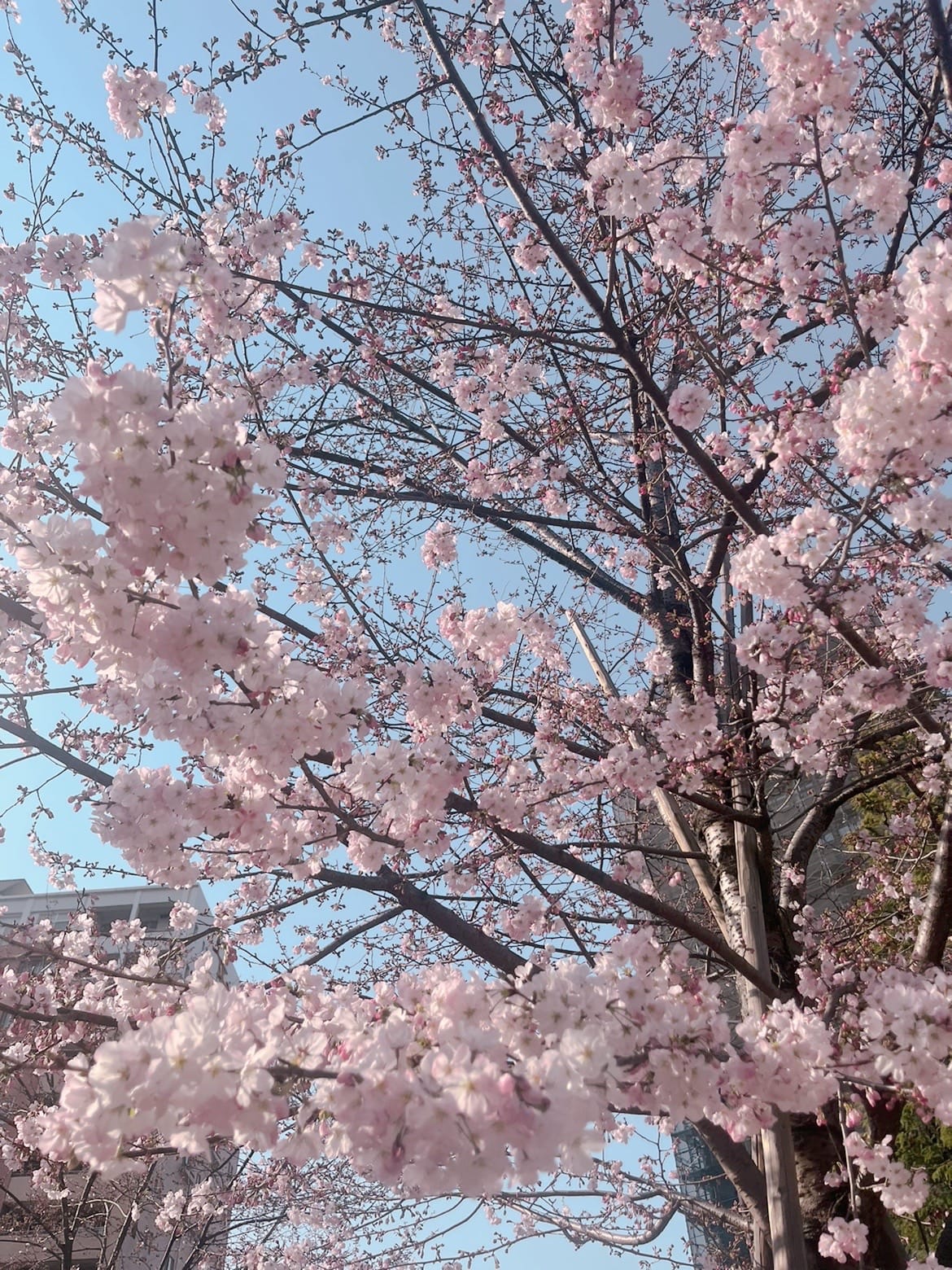 「」03/25(火) 16:35 | 海羽 なみの写メ