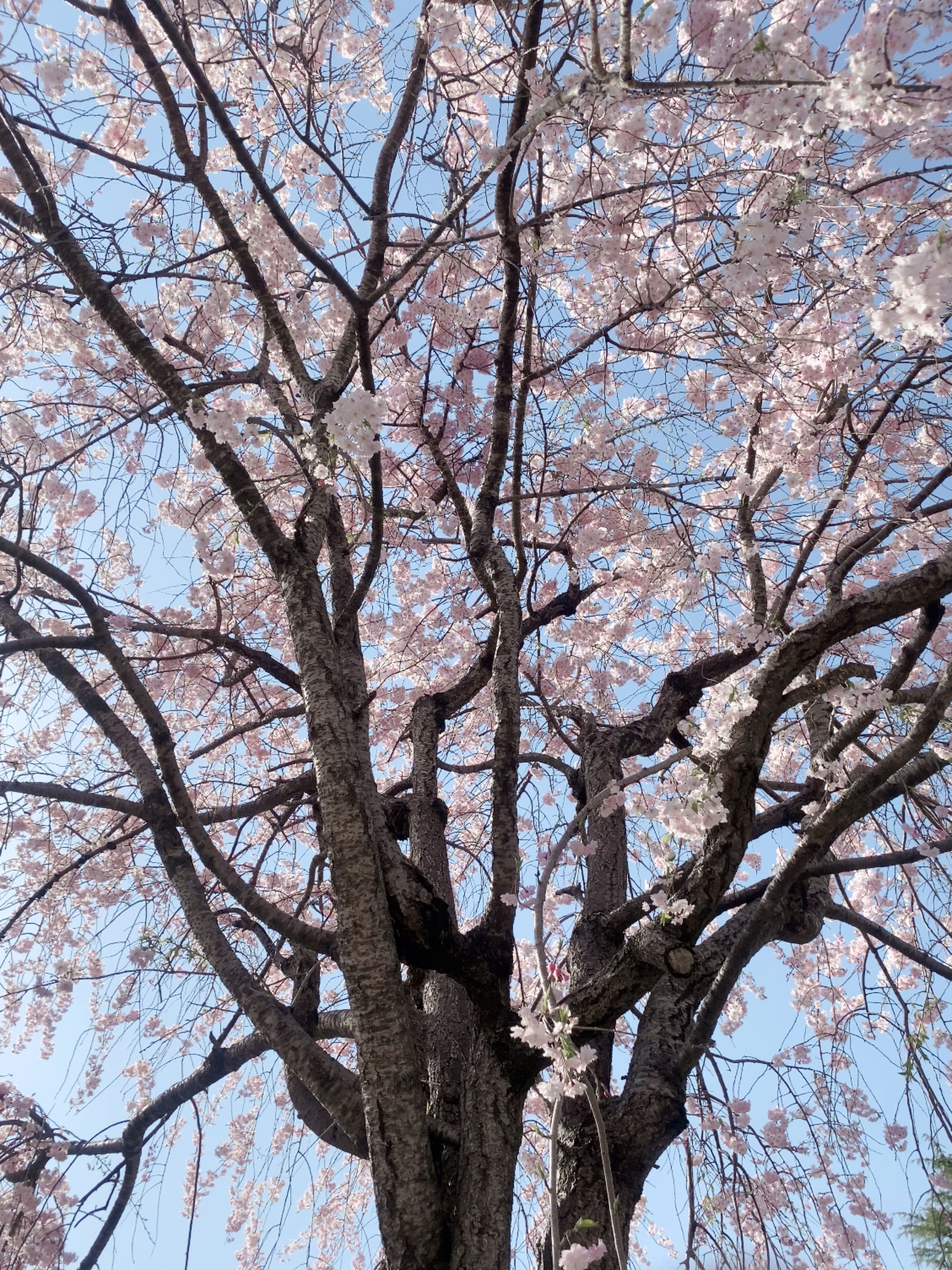 「はじめまして♡」04/22(火) 14:20 | 浅野の写メ