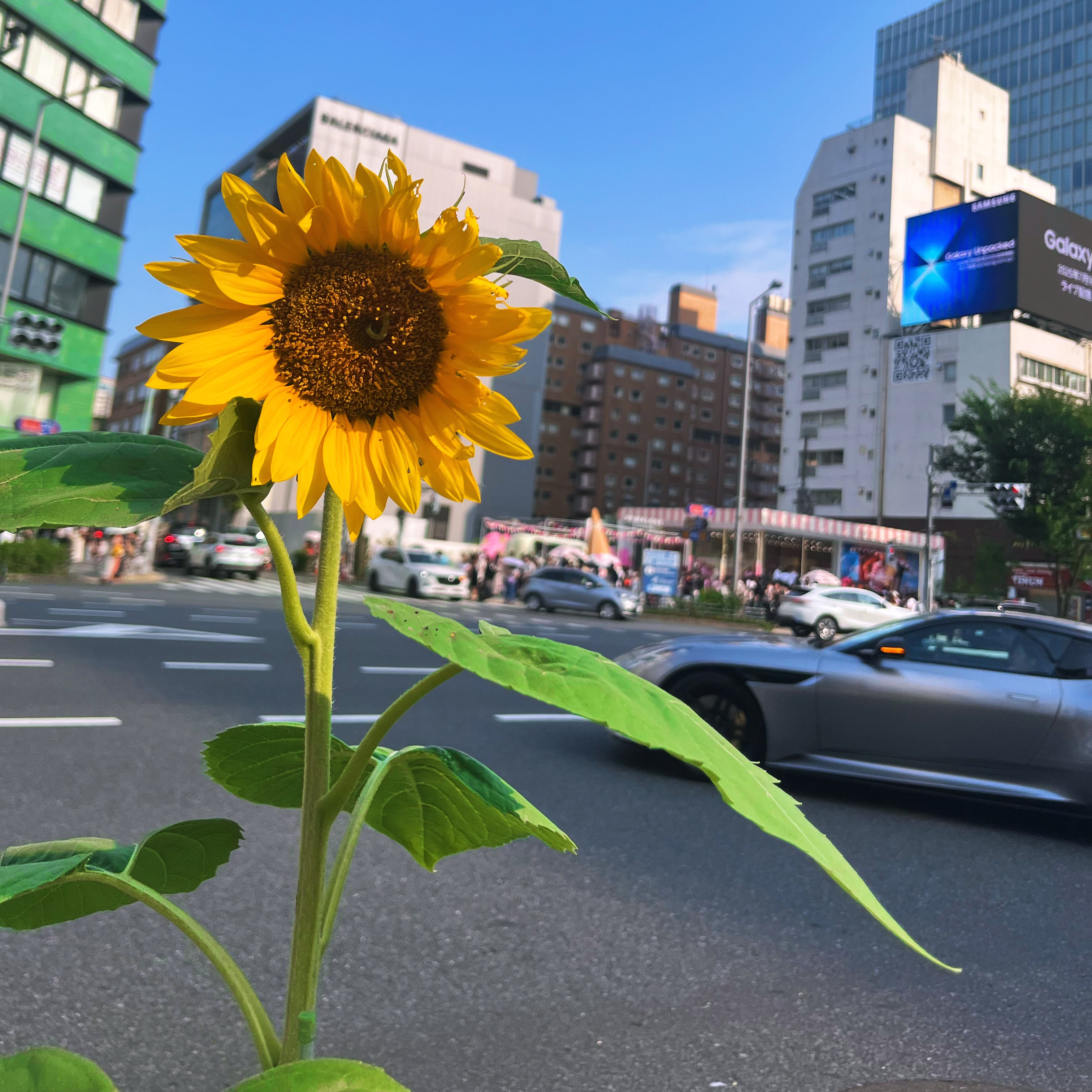 「」07/08(火) 11:52 | 海羽 なみの写メ