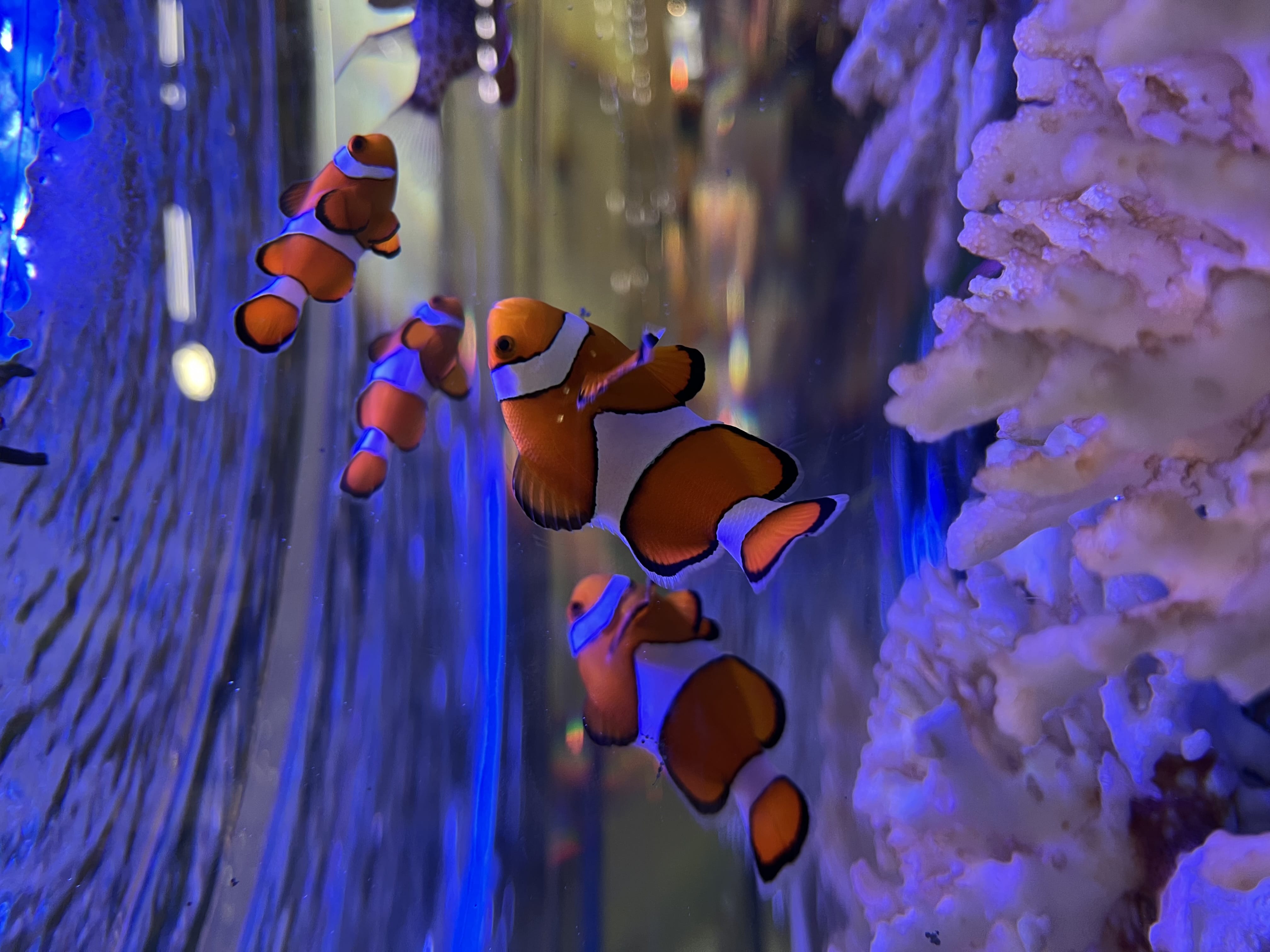 「ニモニモさん」08/26(火) 11:19 | 一ノ瀬 みさき★HIGH CLASSの写メ