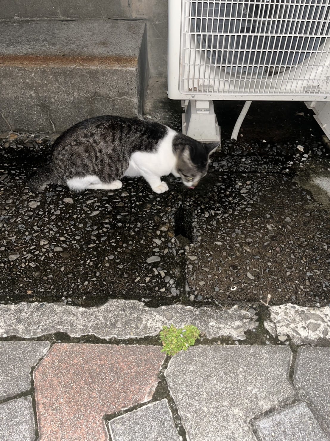 ルナ「ネコと戯れ」10/03(金) 15:51 | ルナの写メ