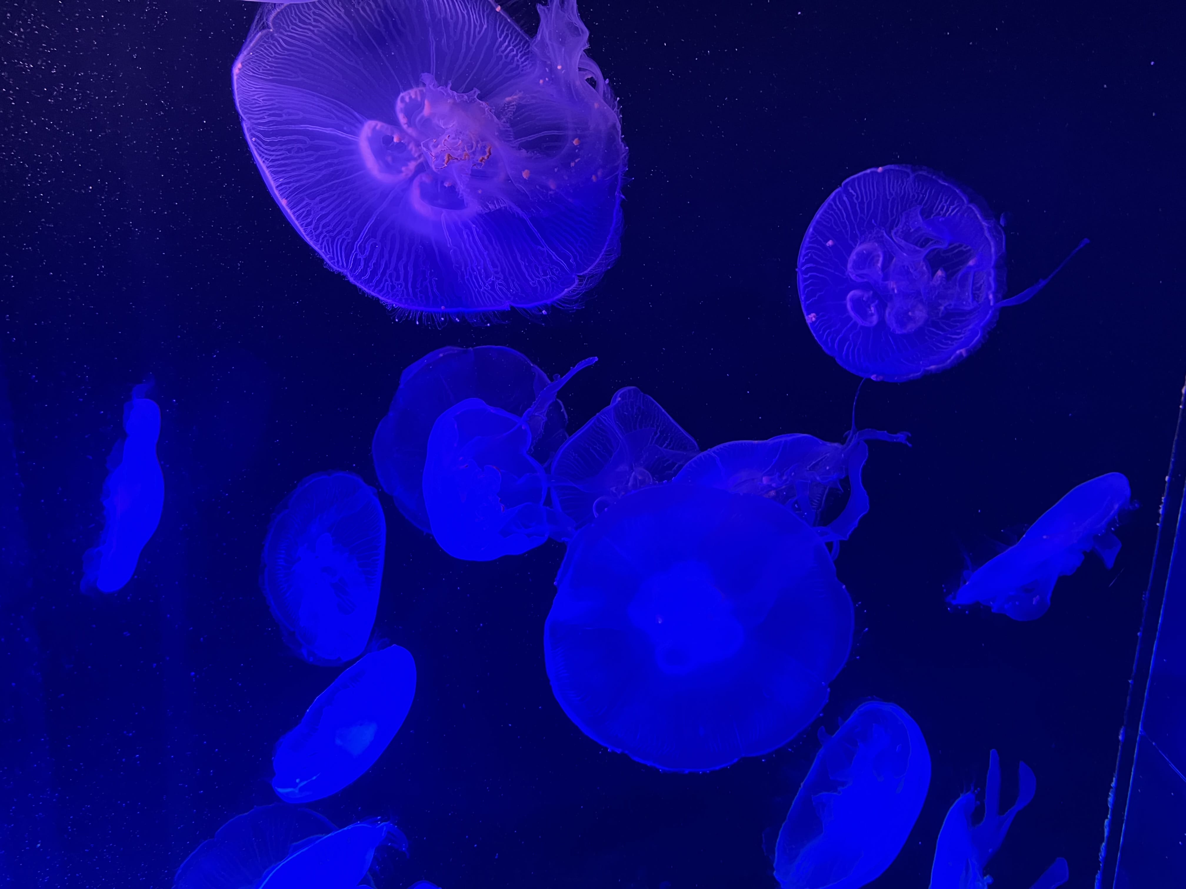 「クラゲ姫みてきたなり」10/20(月) 11:06 | 藍(あい)の写メ