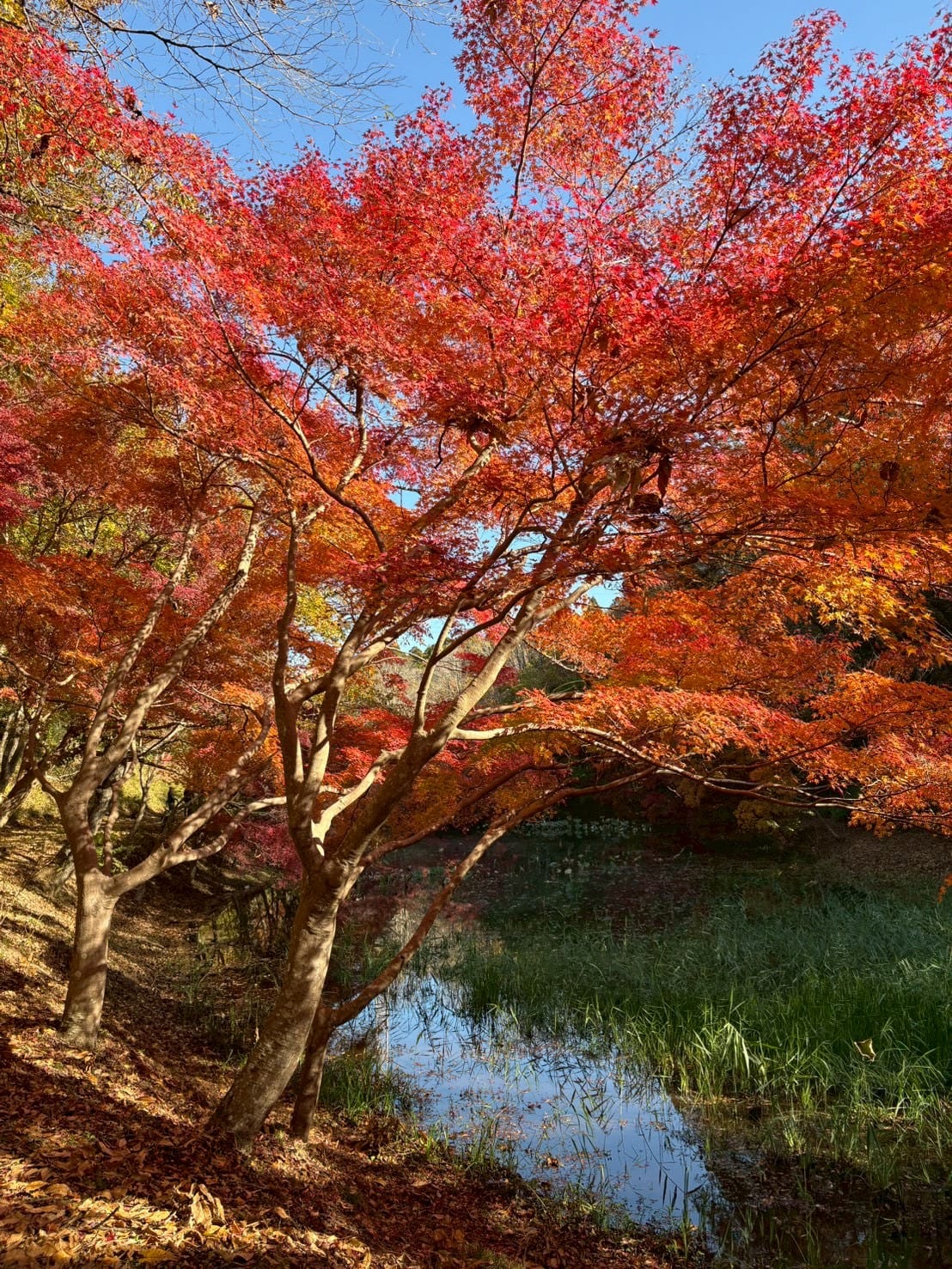 「出勤しました♪」11/28(金) 13:29 | 星　さくらの写メ