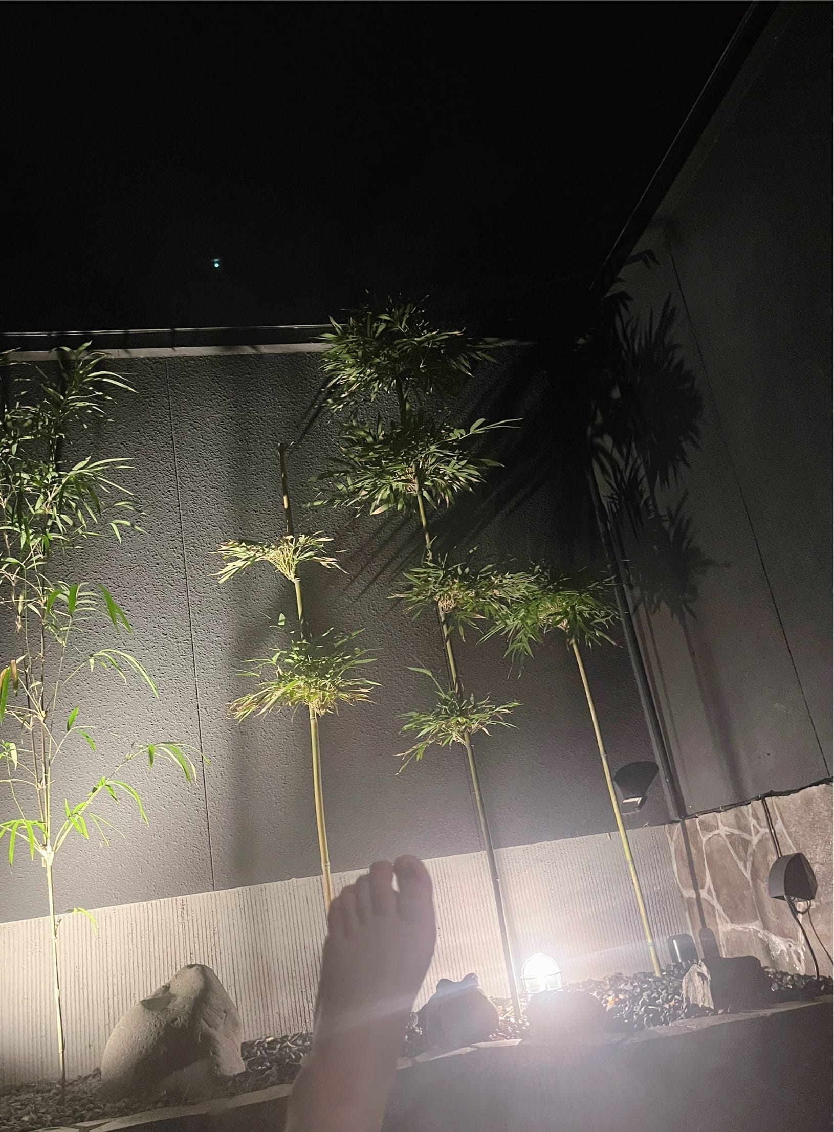 「来週の予定✨」11/30(日) 22:00 | さえの写メ