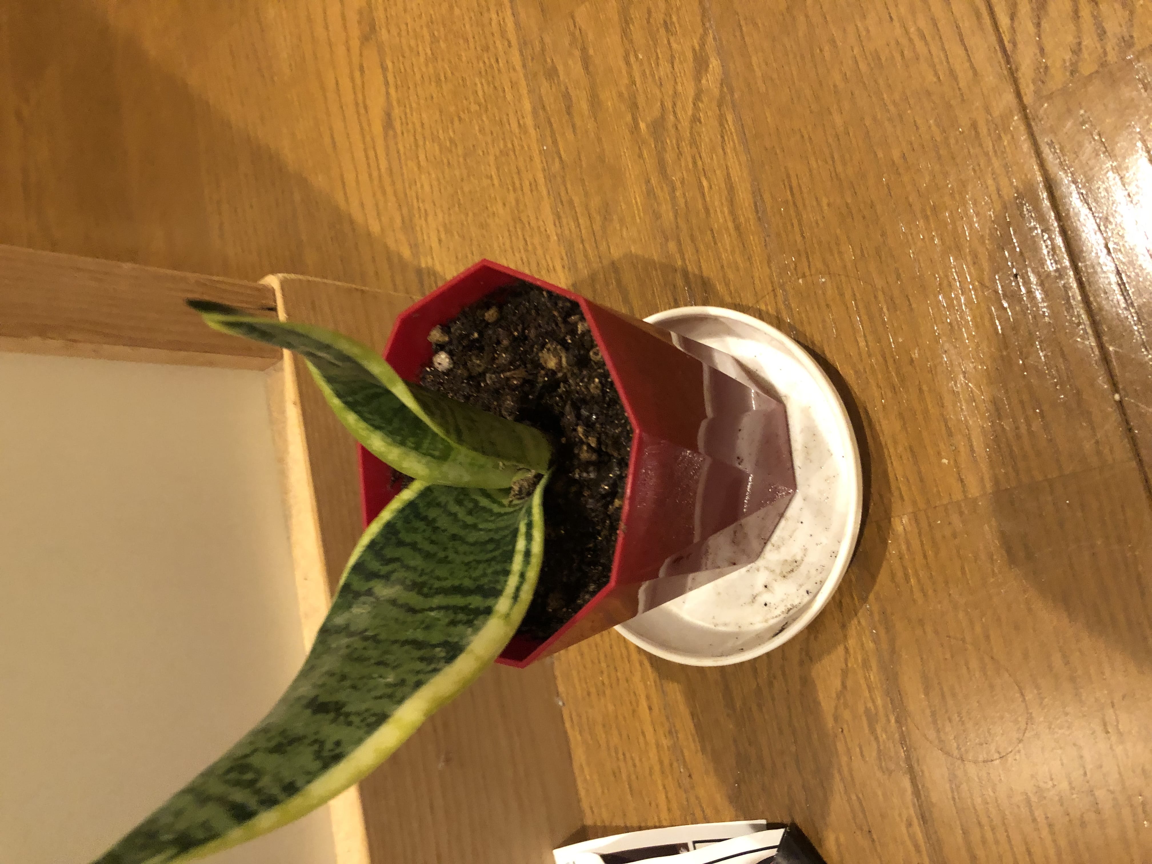 めぐ「お礼」12/02(火) 08:03 | めぐの写メ