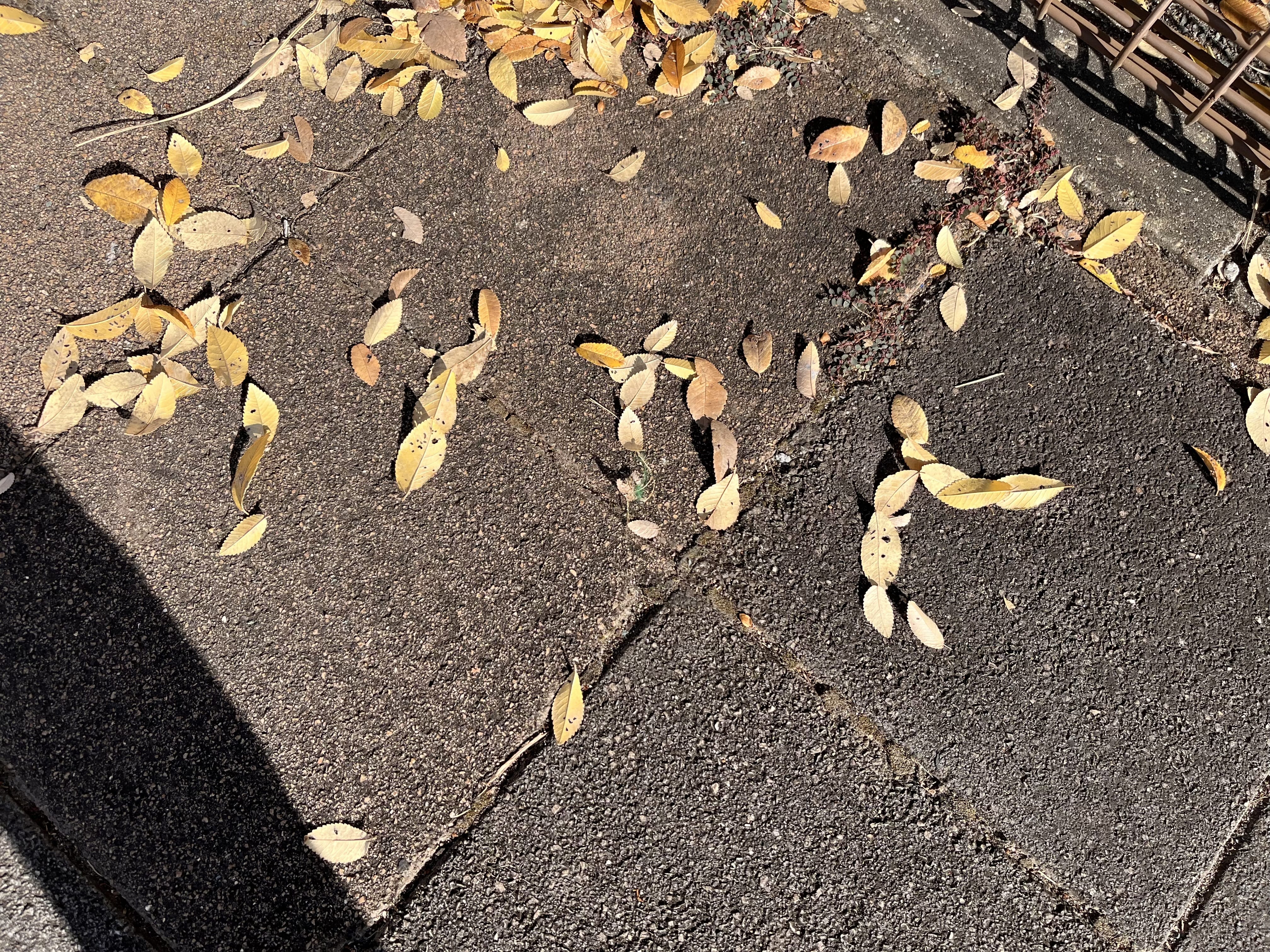 美咲（みさき）「出勤お知らせ」12/13(土) 23:50 | 美咲（みさき）の写メ