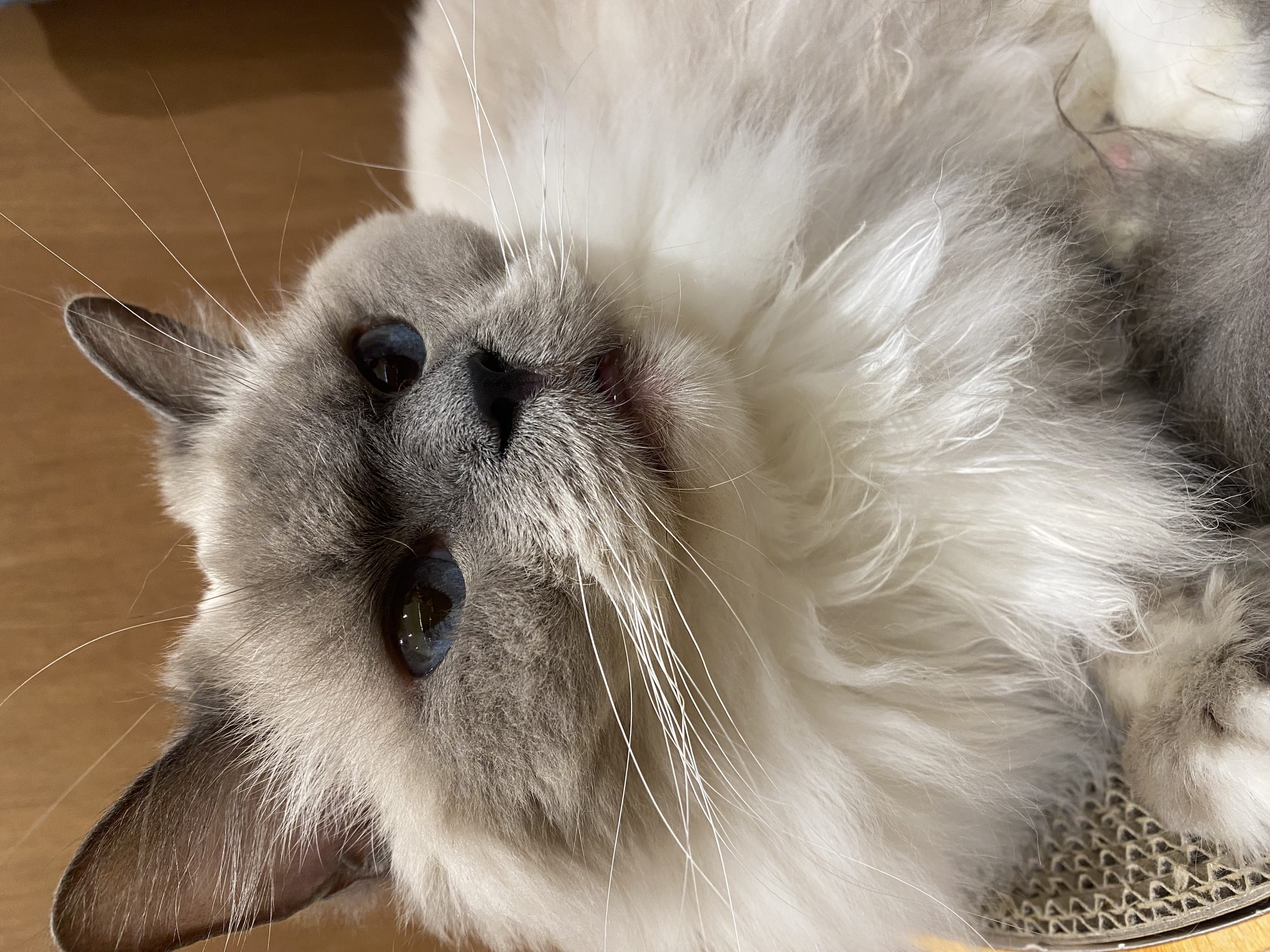 「ごめんなさい。」12/15(月) 08:42 | ななの写メ