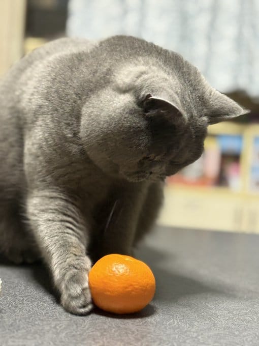 「本日は16時からの出勤になります」01/03(土) 13:12 | 大島　るりの写メ