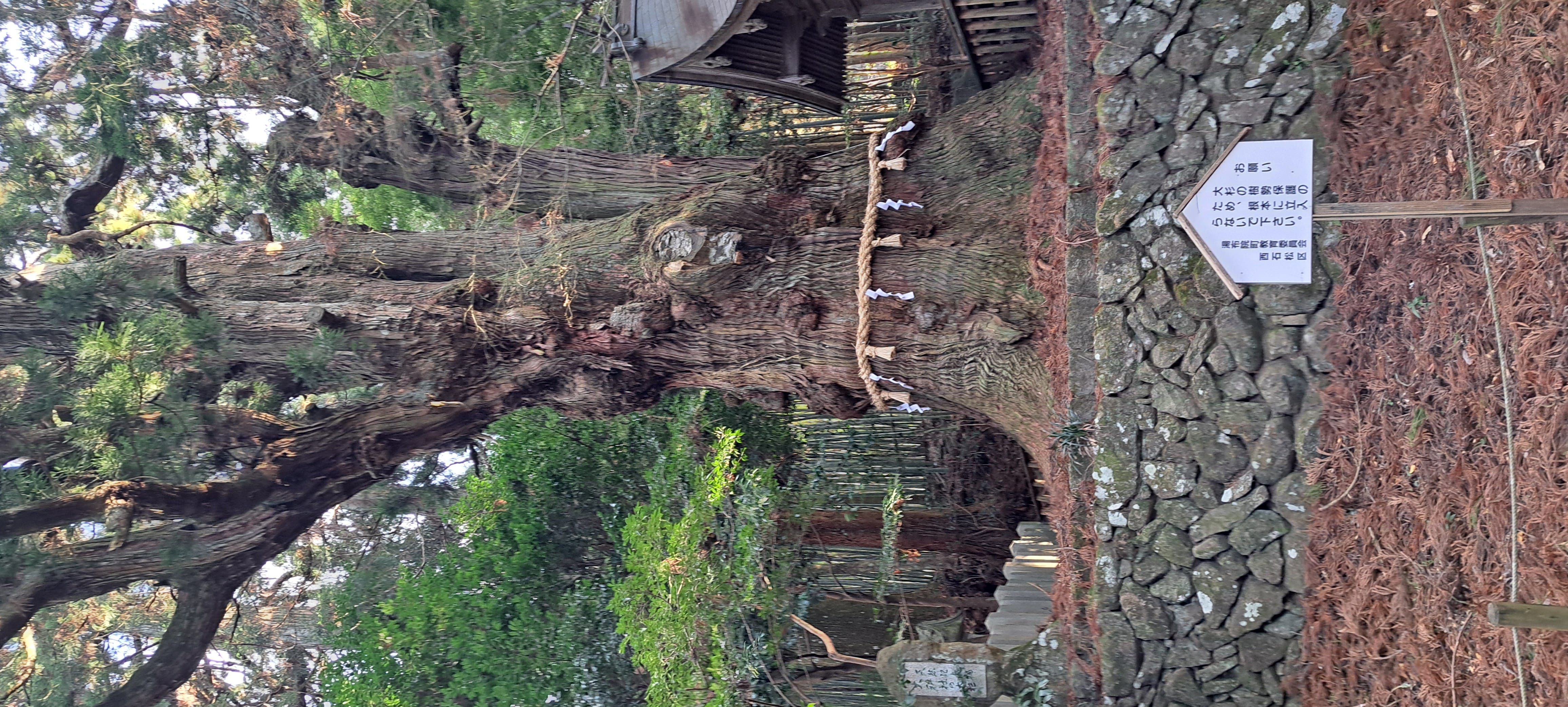 杉森　あさみ「2月になりましたね(*^^*)」02/03(火) 12:45 | 杉森　あさみの写メ