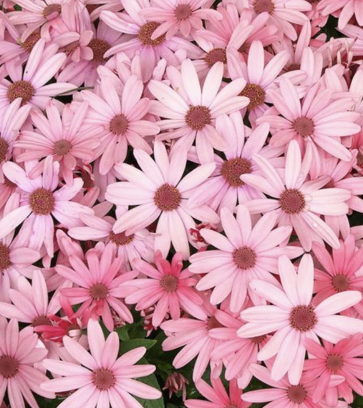 「出勤しました♪」02/08(日) 15:53 | はなの写メ