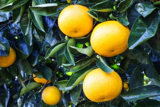 山鹿 道子「八朔が大好き」02/09(月) 09:48 | 山鹿 道子の写メ