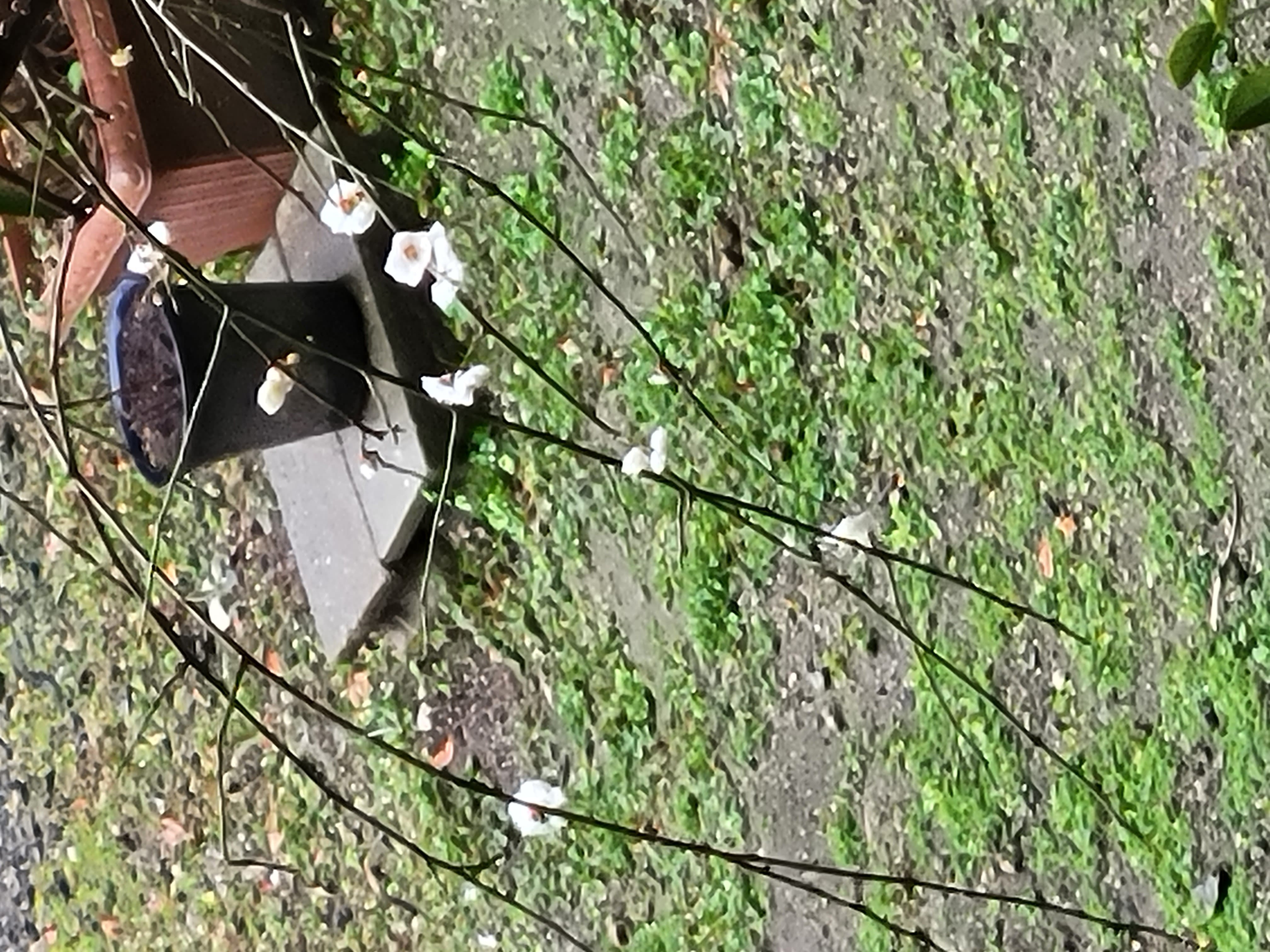 香川なるみ「窓を開けると…」02/15(日) 11:54 | 香川なるみの写メ