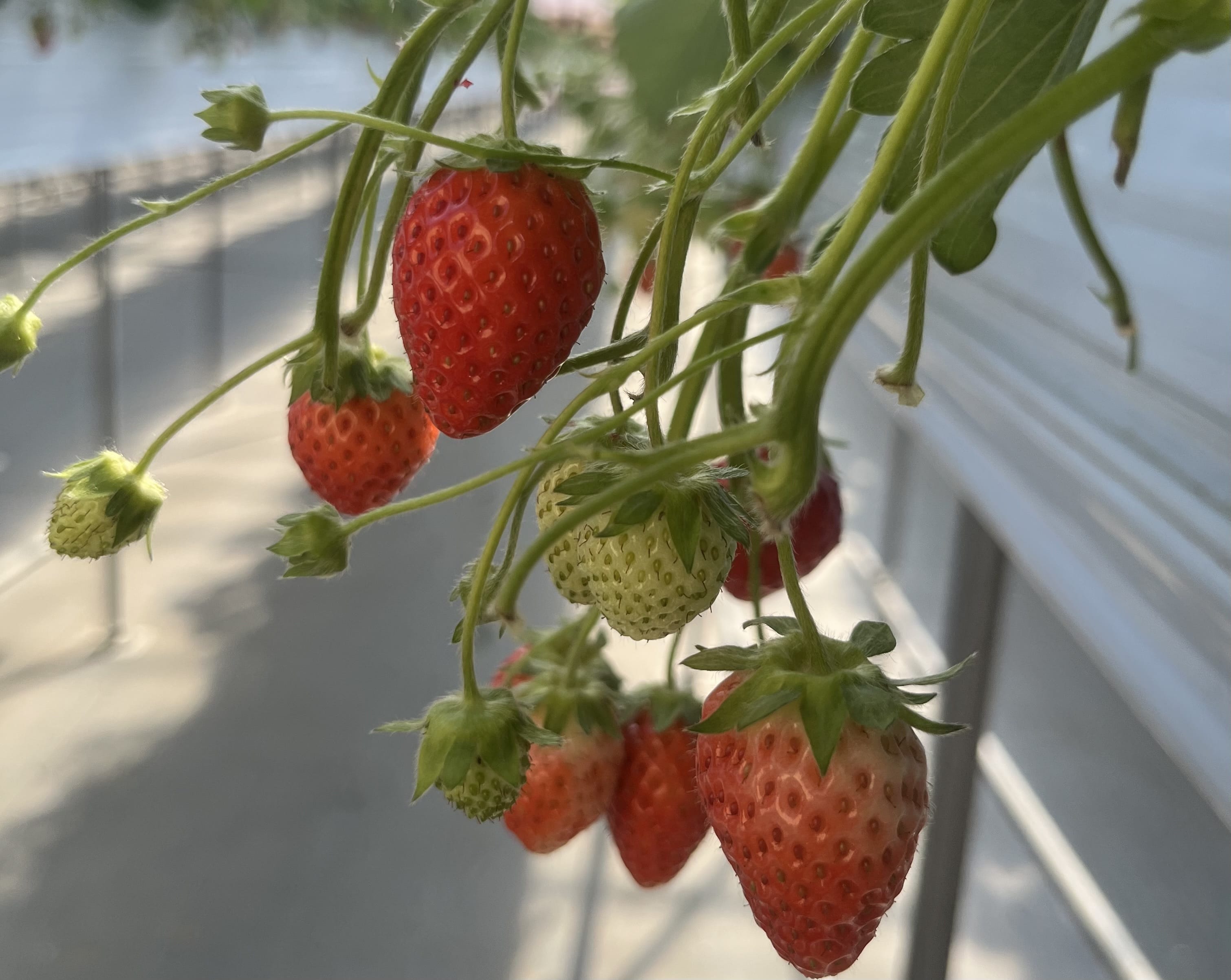 「2月24日！」02/25(水) 05:58 | 小芝すいの写メ