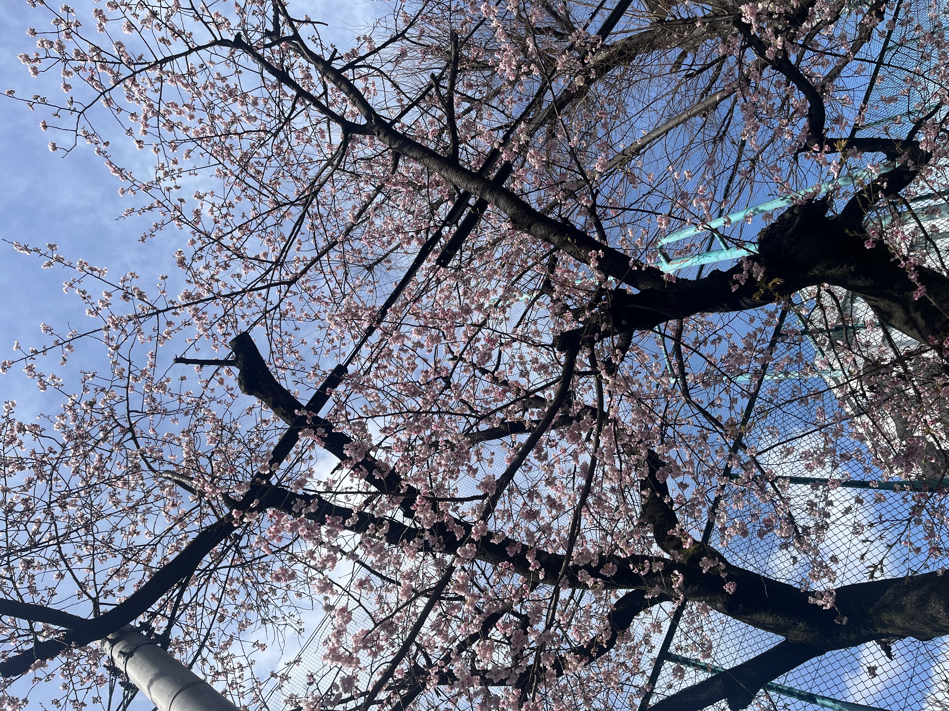 「ありがとうございました✨」03/07(土) 20:08 | りおんの写メ