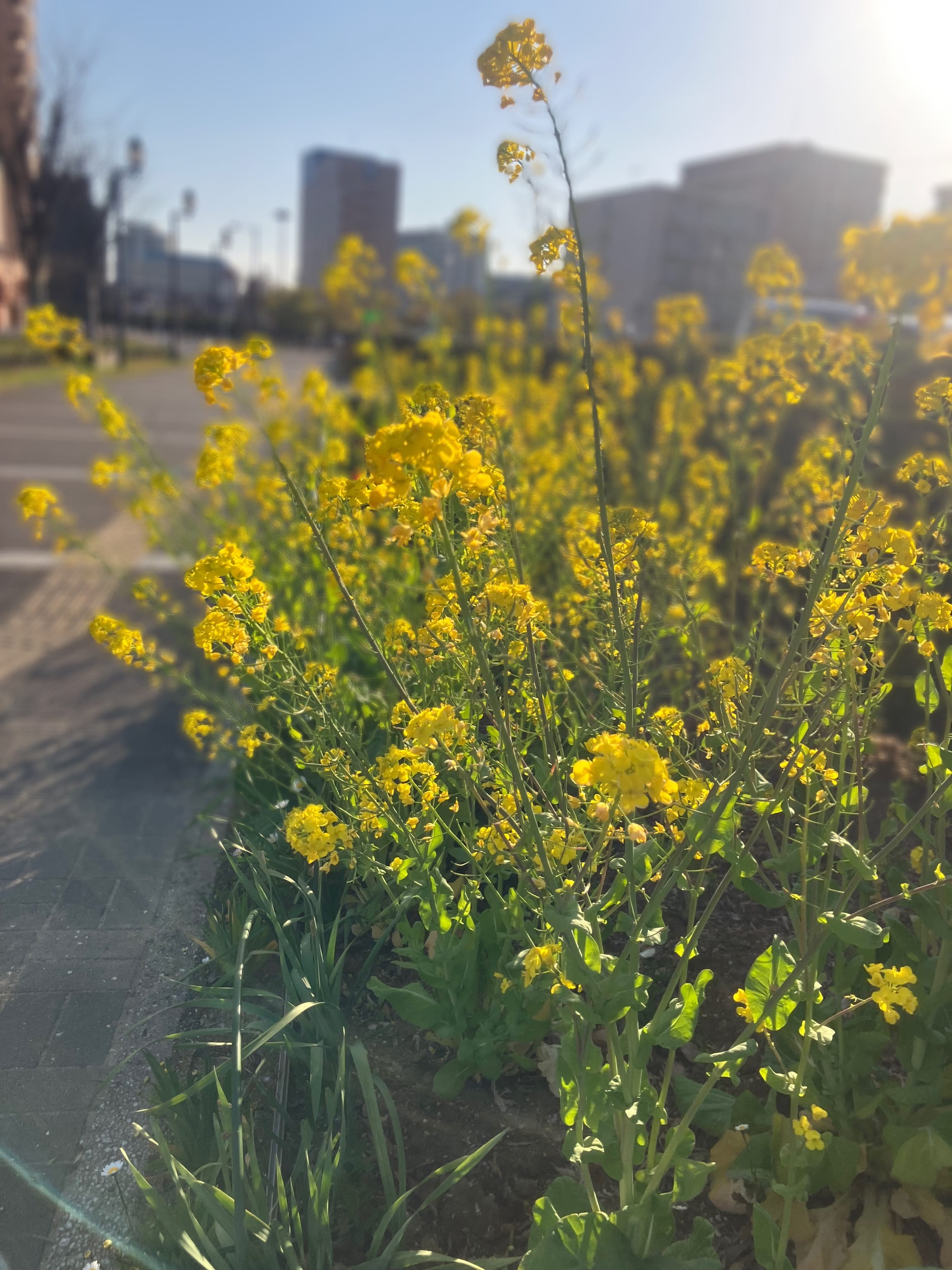「Ｓｐｒｉｎｇ」03/21(土) 14:35 | あいなの写メ