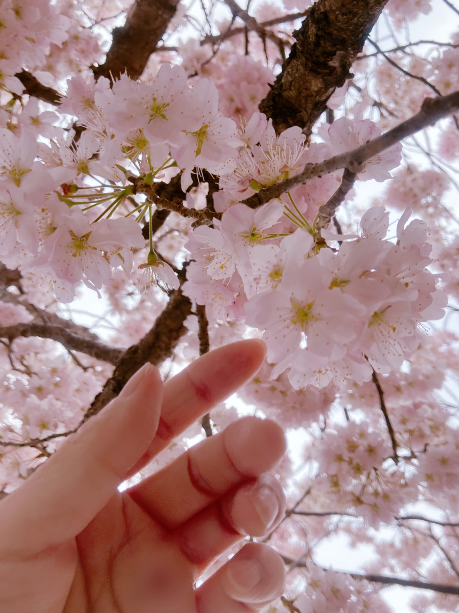 「Ｓｐｒｉｎｇ」03/28(土) 14:52 | あいなの写メ