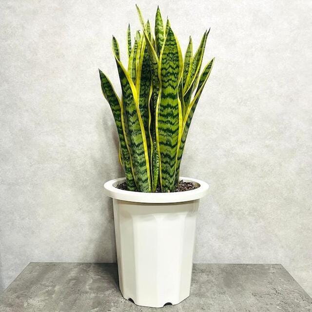 さき