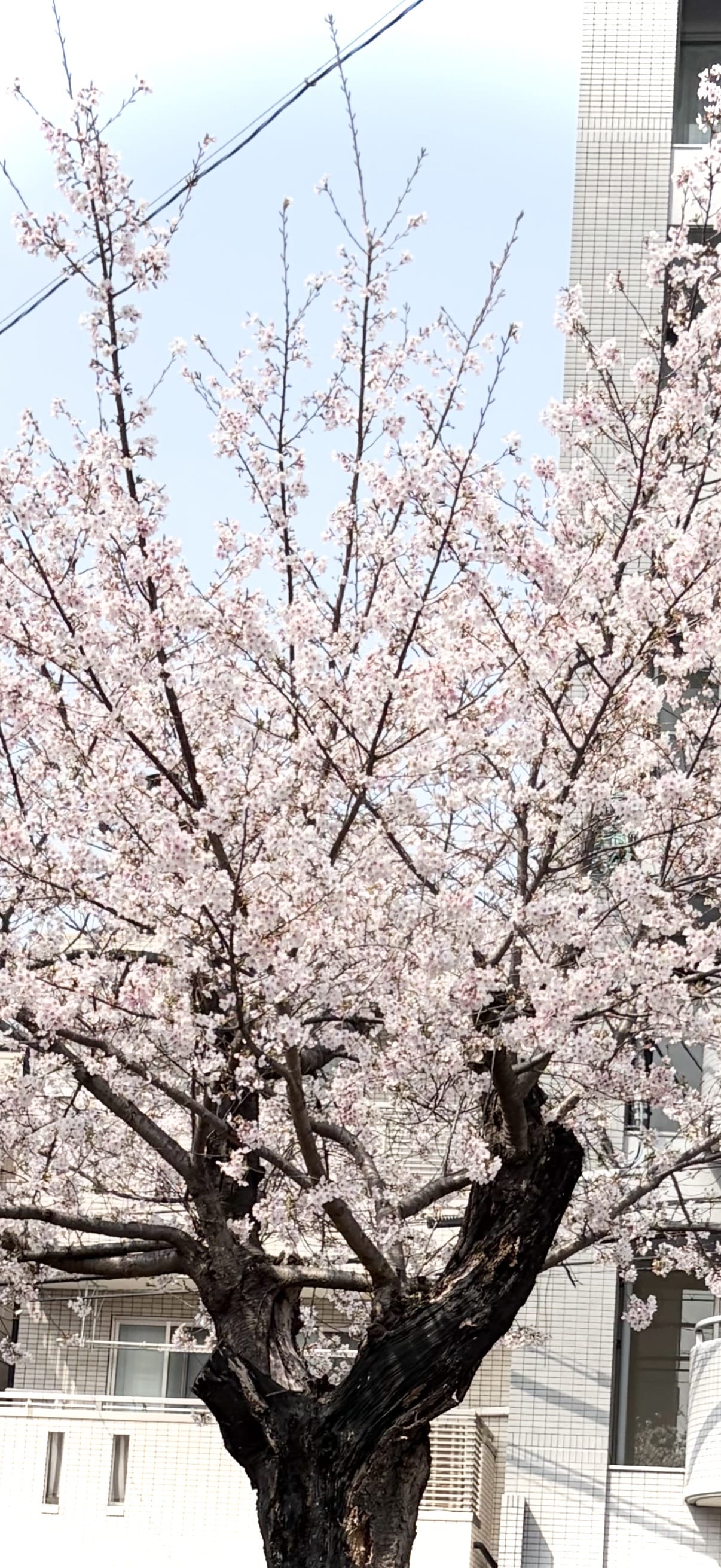 「」03/29(日) 16:13 | はなの写メ