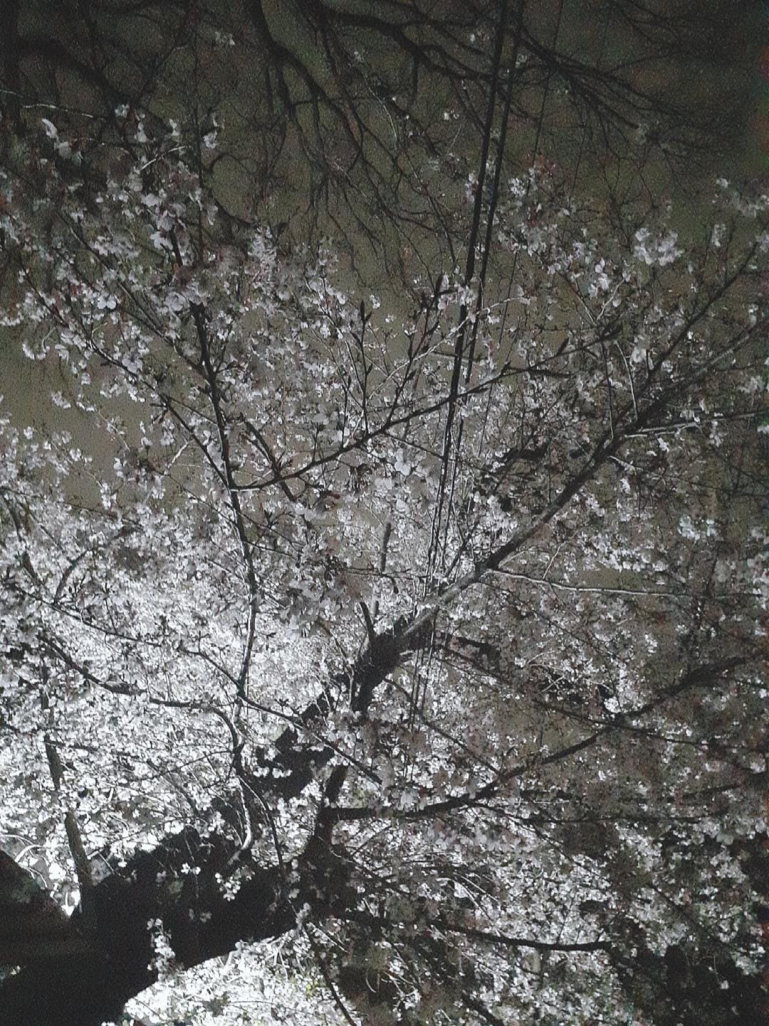 Honoka（ほのか）「こんばんは」03/29(日) 22:55 | Honoka（ほのか）の写メ