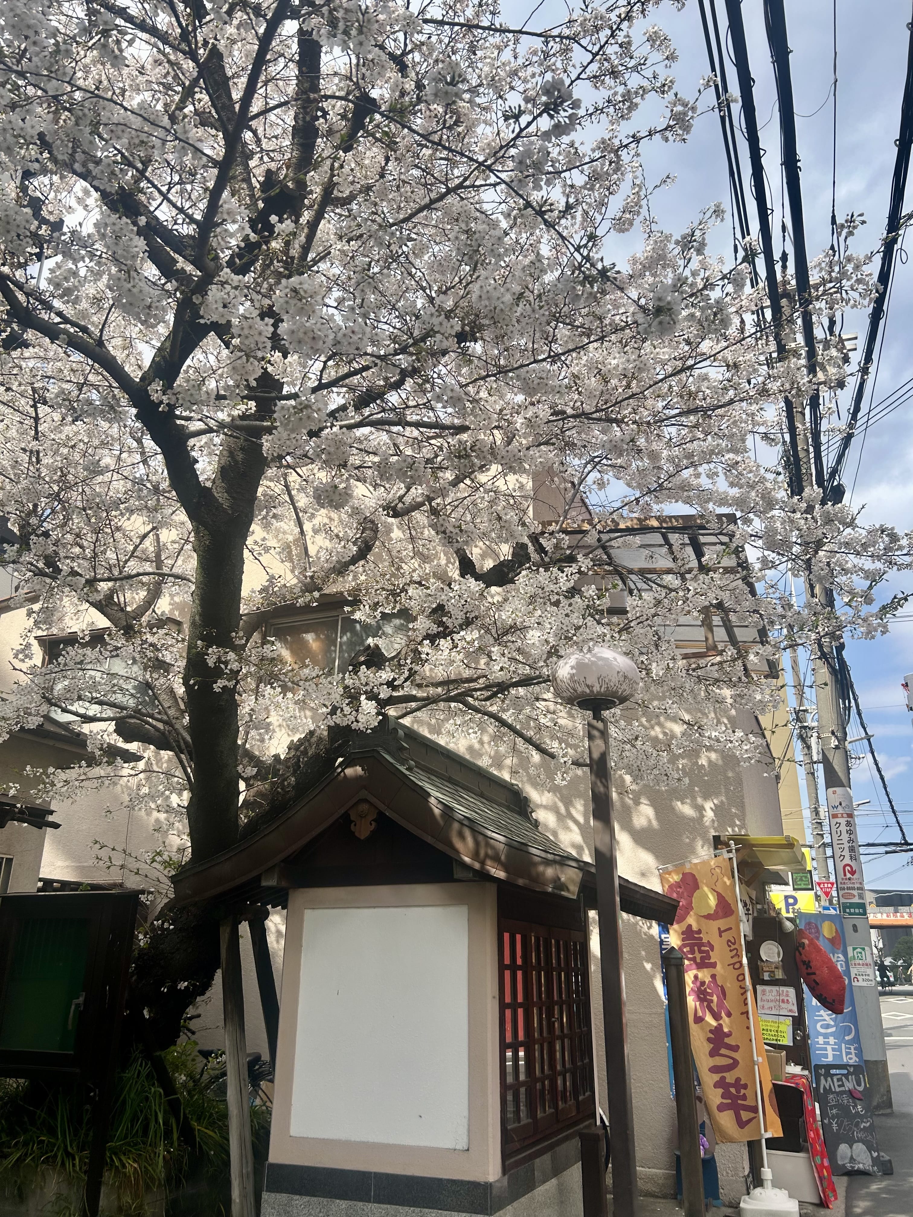 「本指名様、急増中♡」04/02(木) 18:20 | 桜庭こはくの写メ