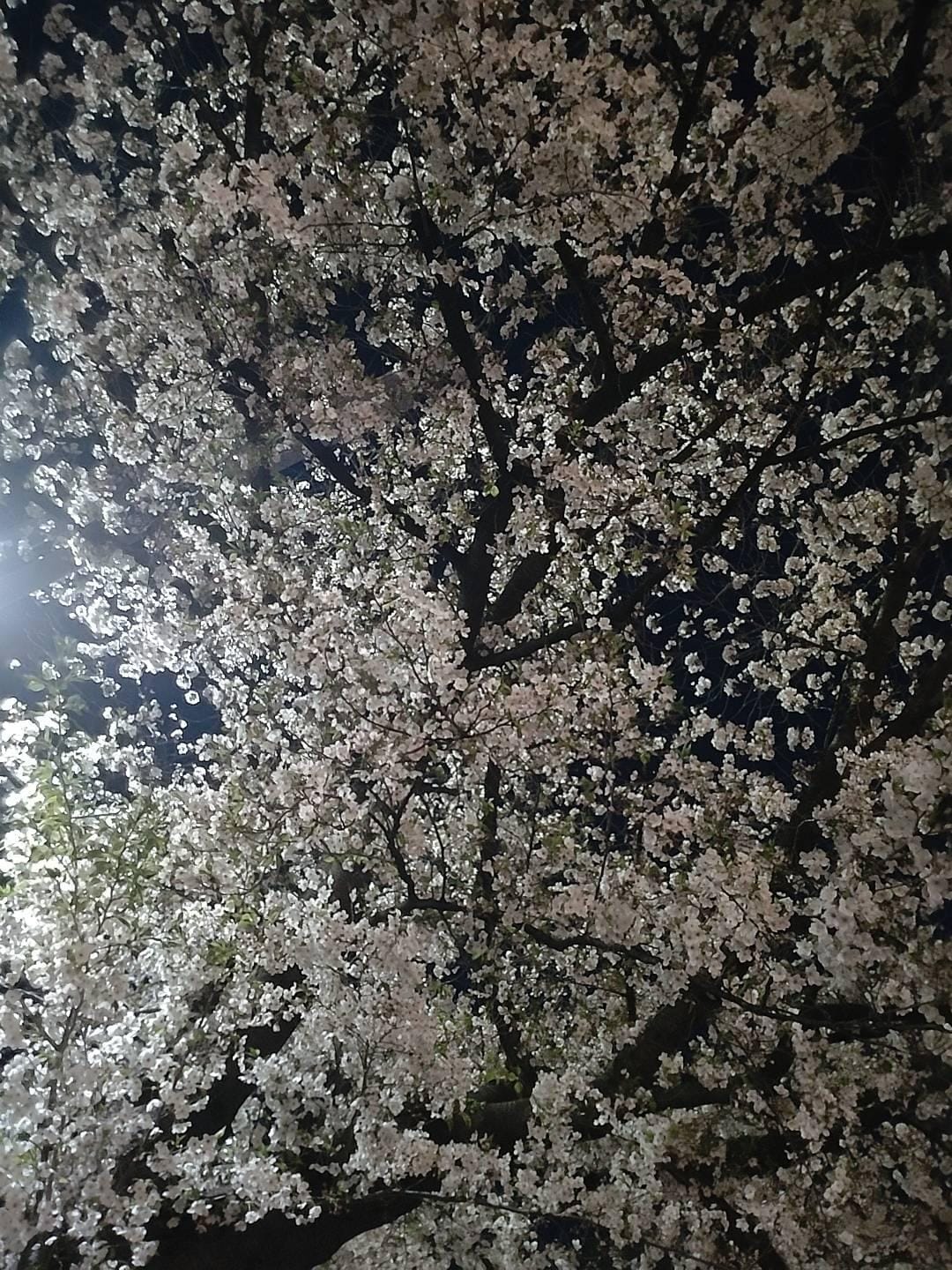 Honoka（ほのか）「こんばんは」04/03(金) 21:58 | Honoka（ほのか）の写メ