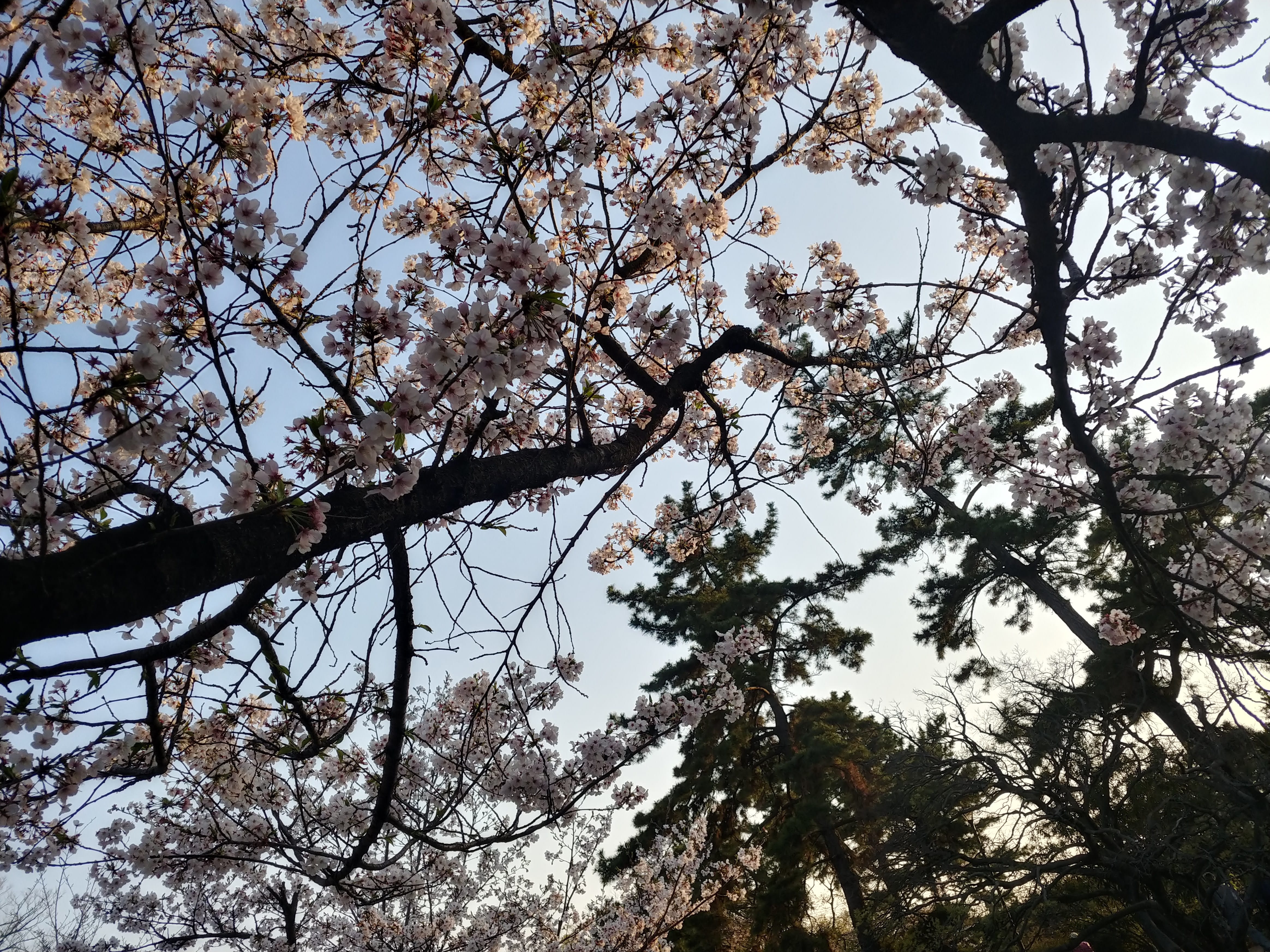 「桜」04/05(日) 17:26 | 飛鳥の写メ