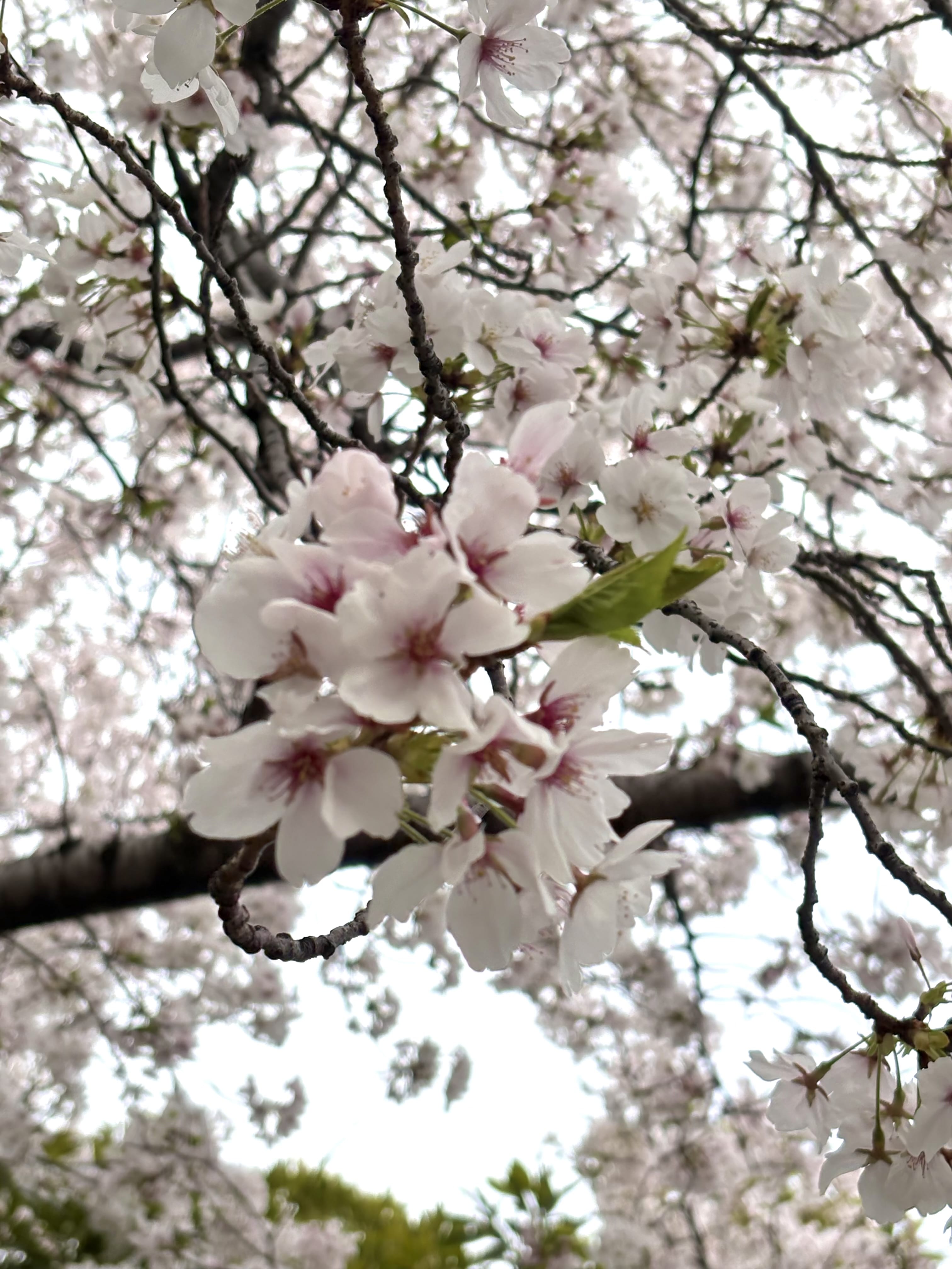 「激レア20時〜！」04/06(月) 19:36 | 沢尻　えみの写メ日記