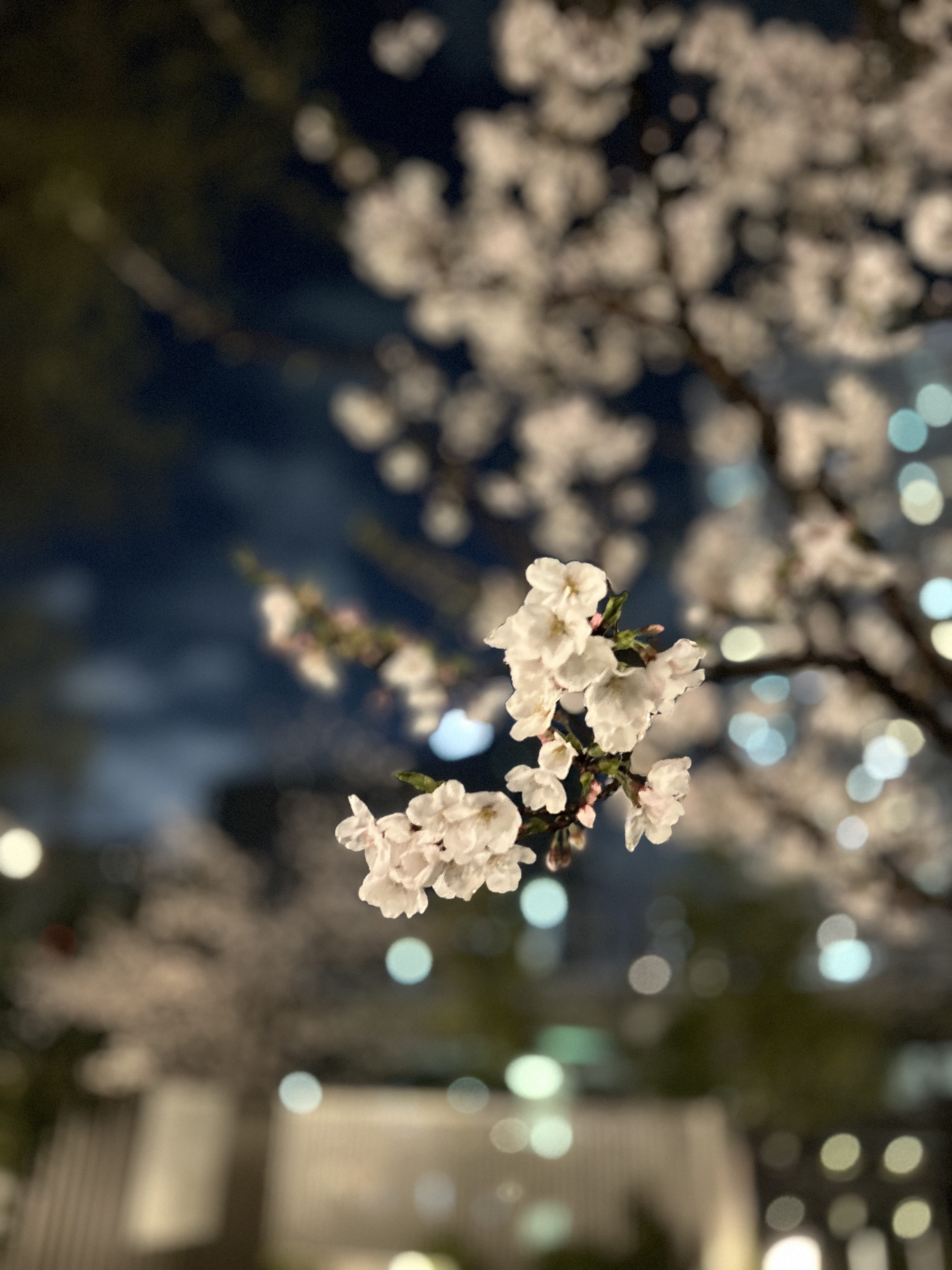 「最短12時〜」04/07(火) 09:34 | 桜庭こはくの写メ