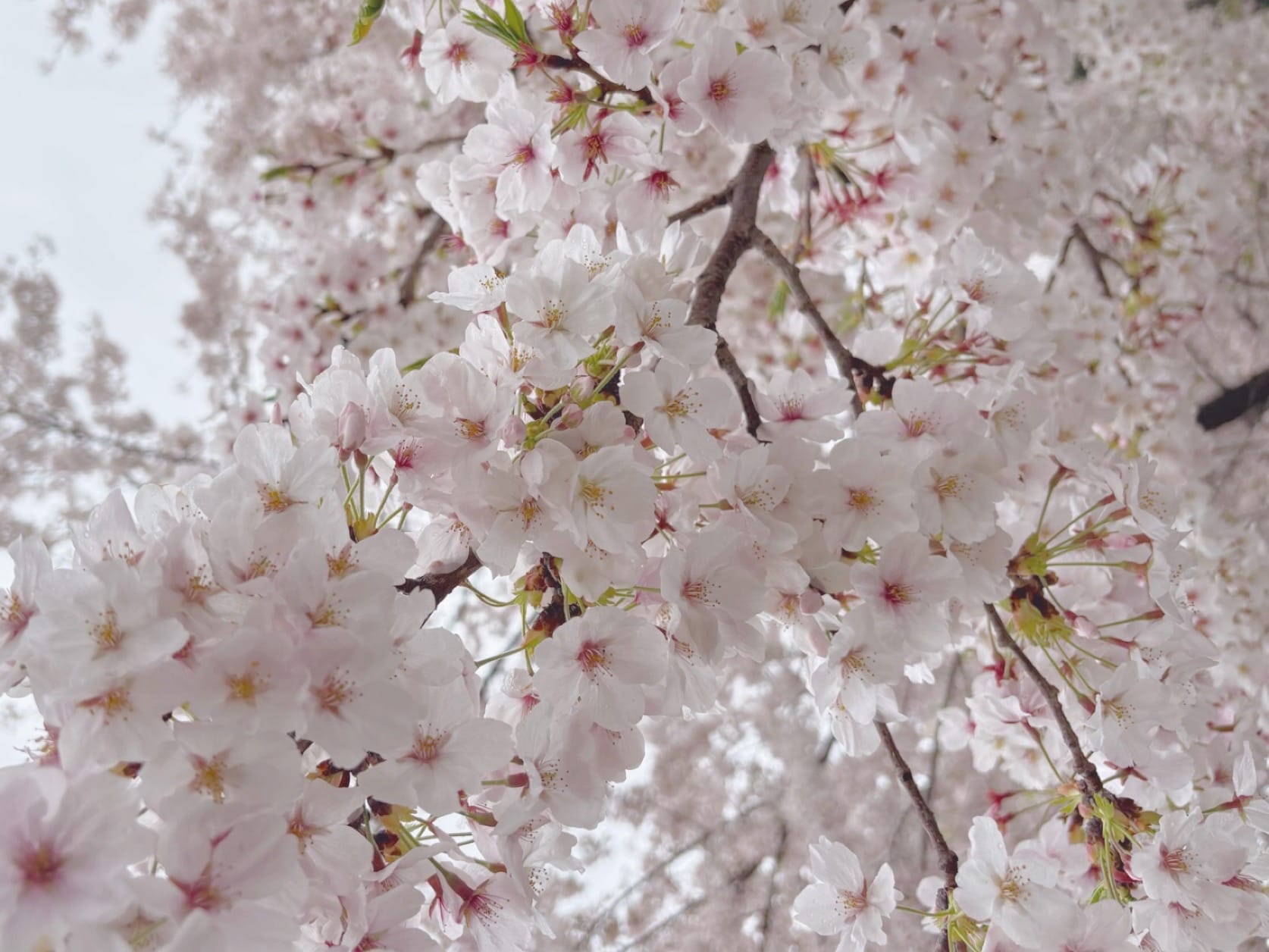 るな「桜みてきた！」04/07(火) 12:48 | るなの写メ