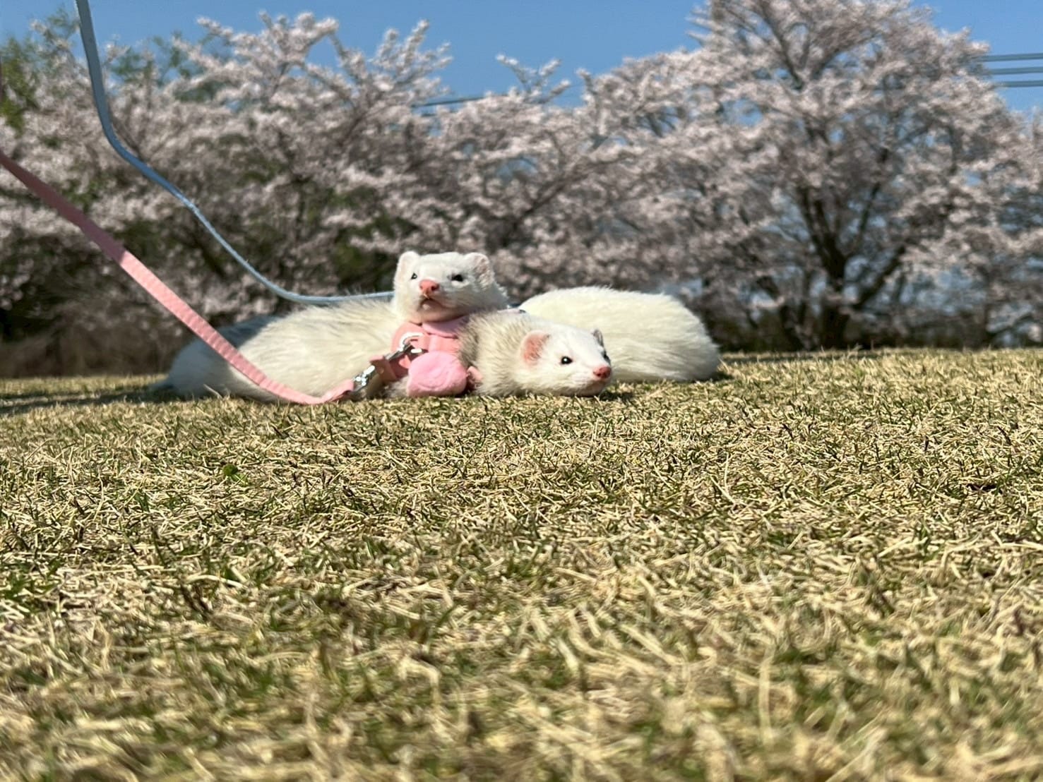 「」04/08(水) 18:48 | 岬 じゅりの写メ
