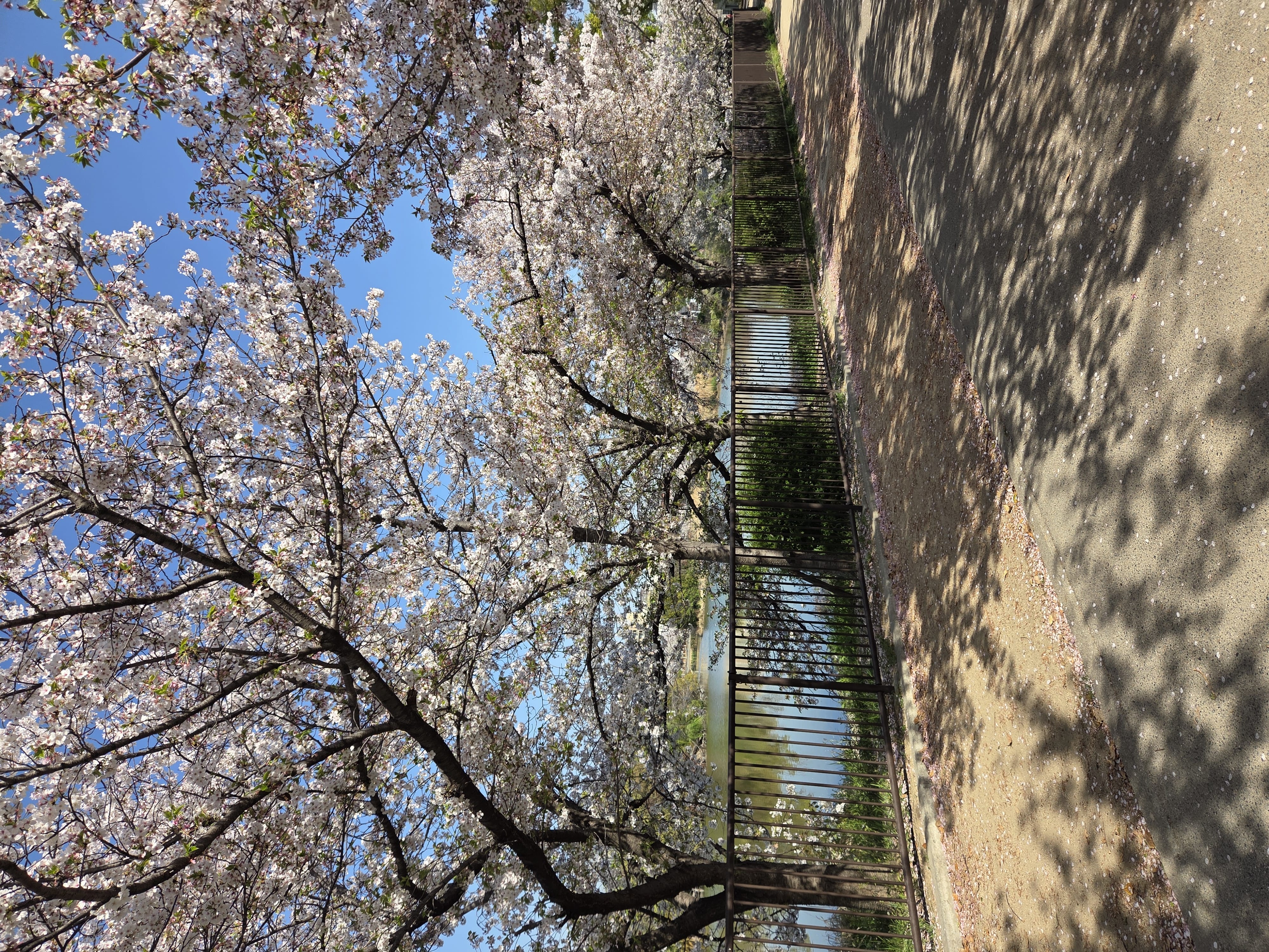 「出勤しました♪」04/09(木) 14:14 | 飛鳥の写メ