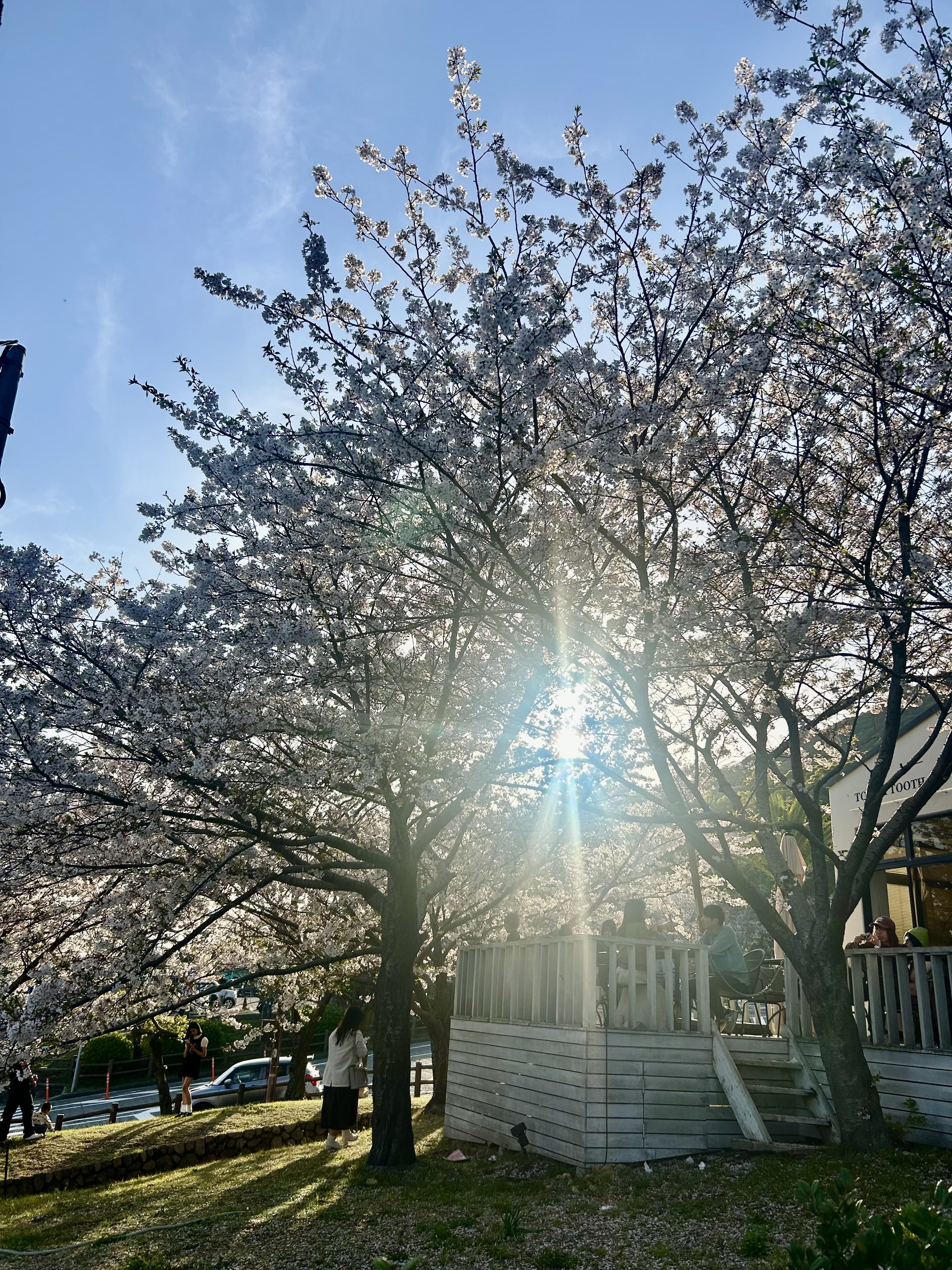 「次回最短14:30〜」04/13(月) 08:23 | 桜庭こはくの写メ