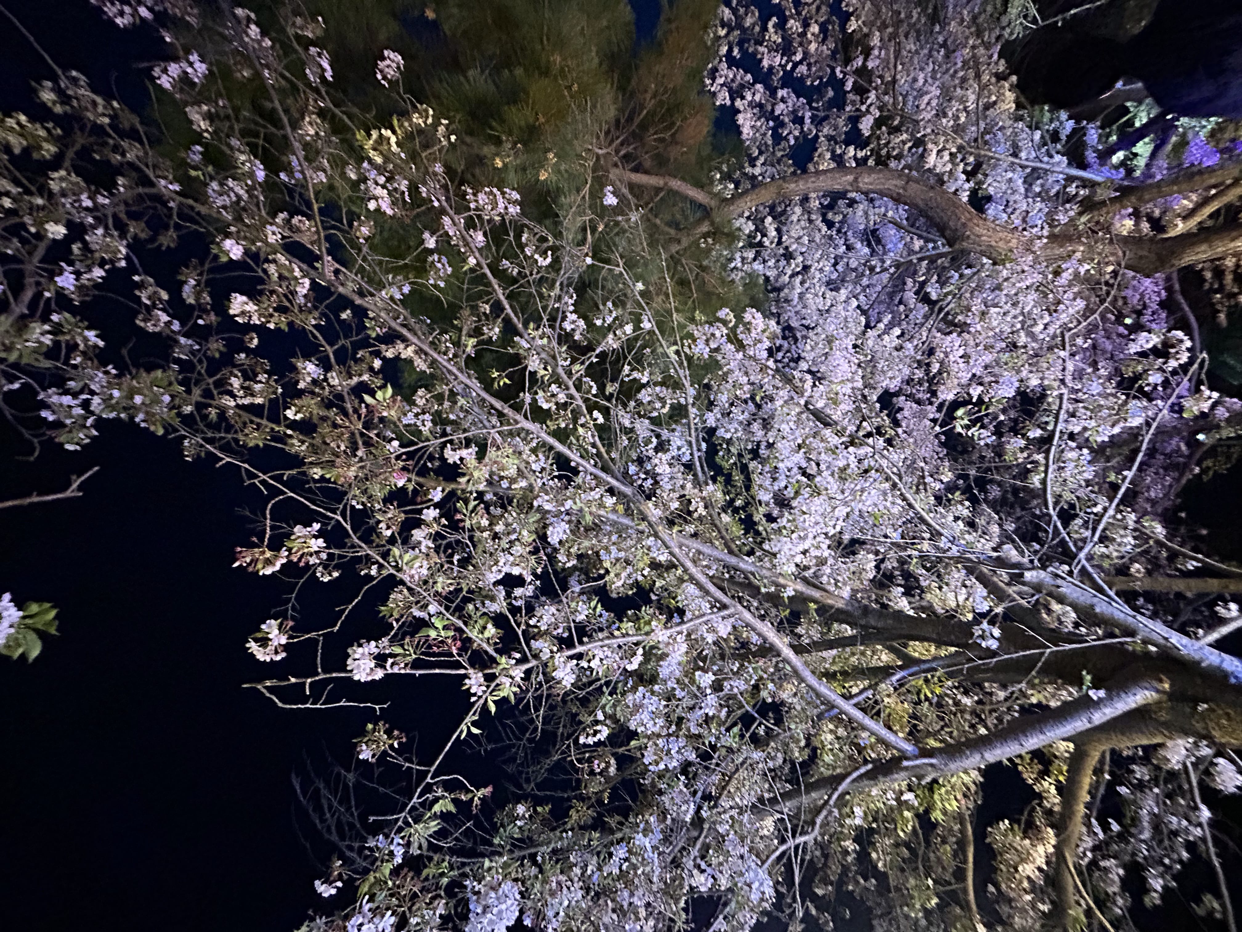 「今だけだよっ！！！」04/13(月) 23:19 | 桜庭こはくの写メ