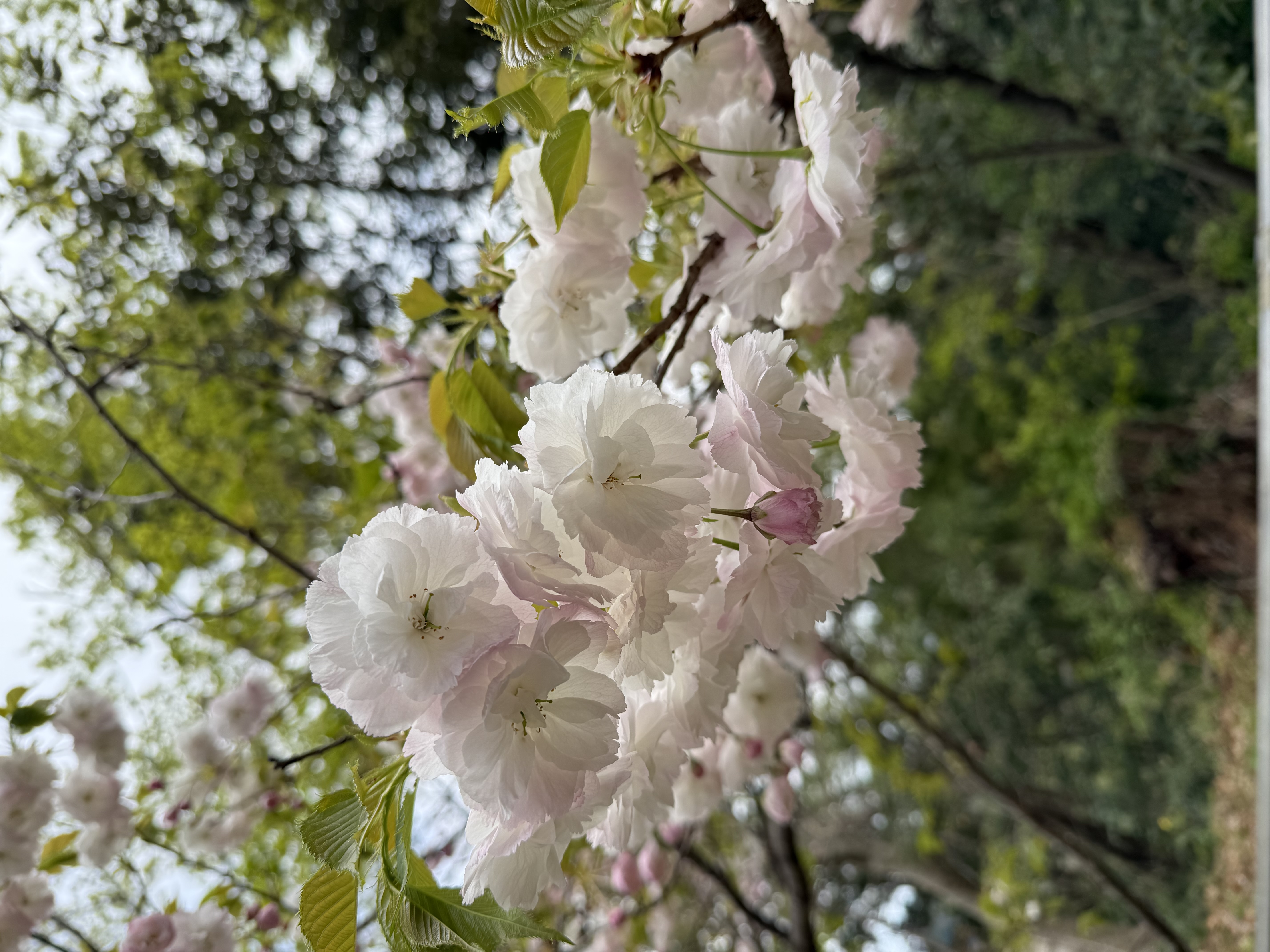 「本日もよろしくお願いします⸜ ✿ ⸝」04/22(水) 14:32 | なみの写メ