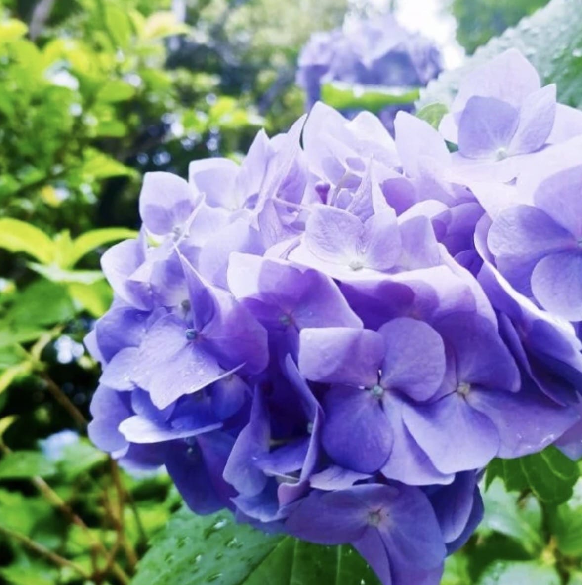 芹沢まや