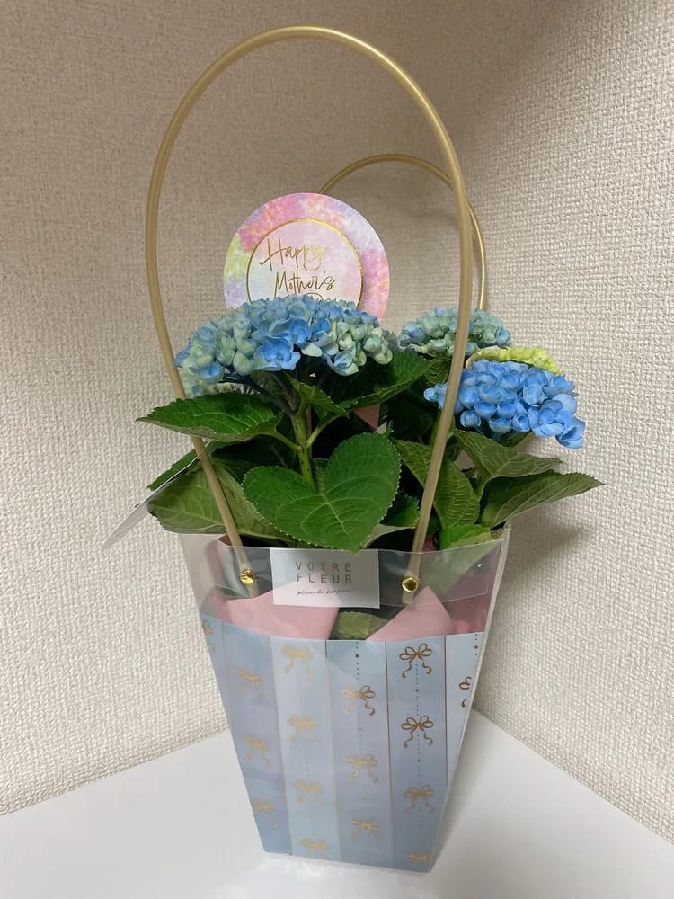 小町★こまち