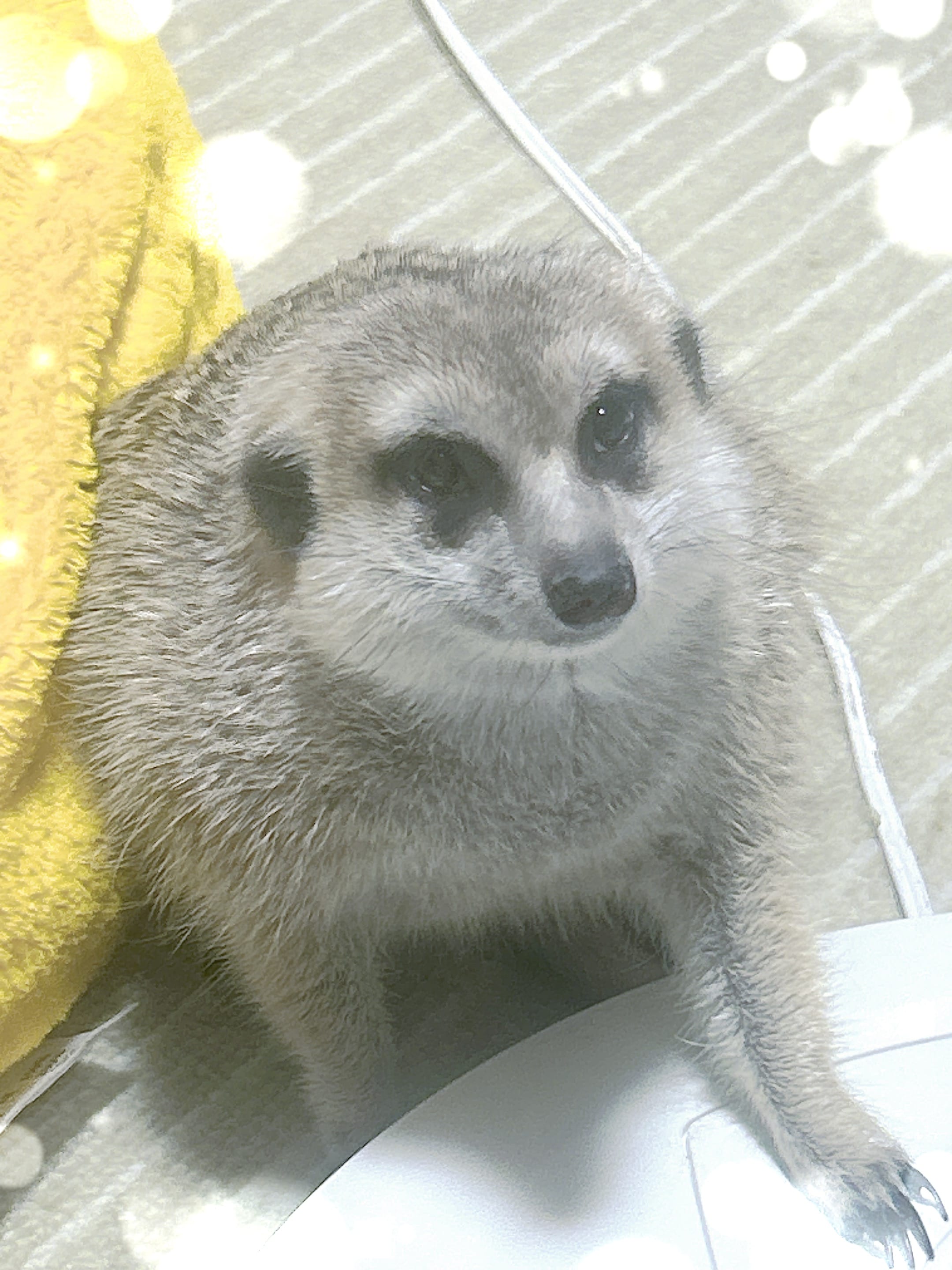 香月◆かづき