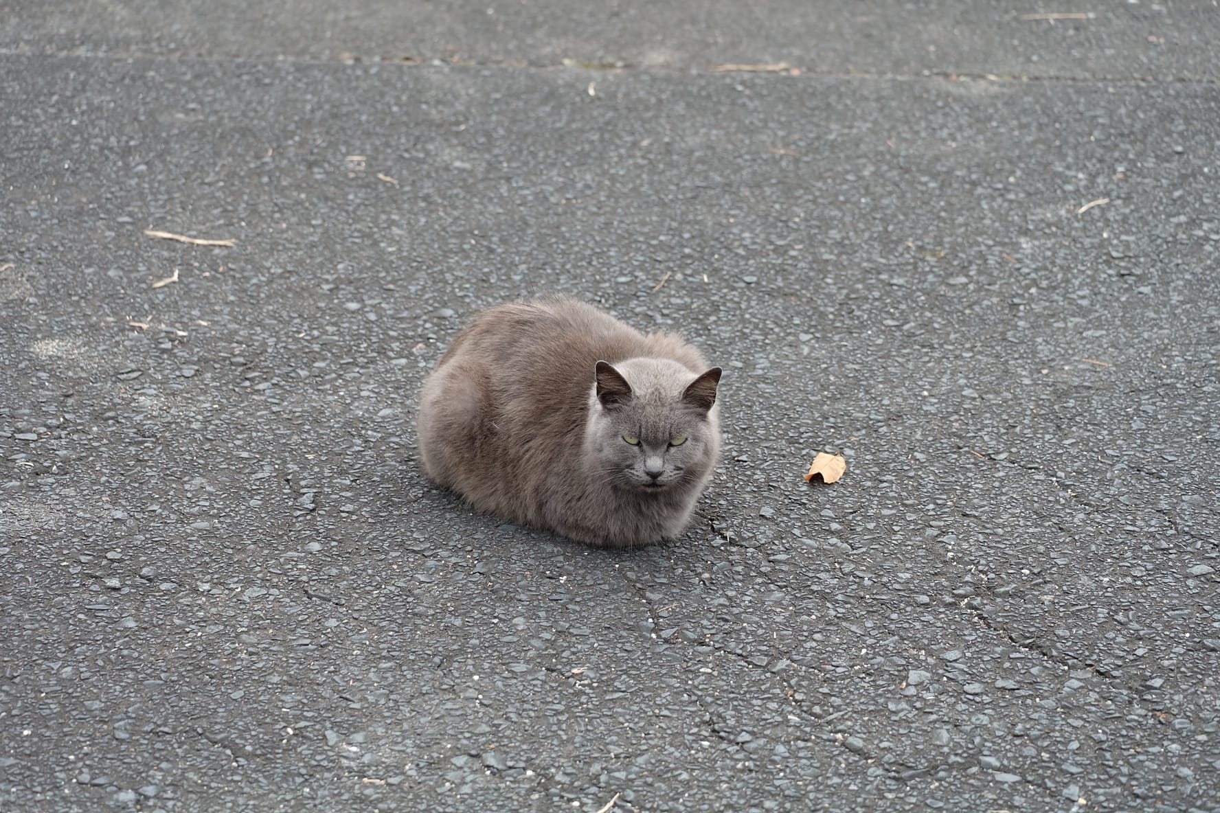 「はじめまして & お礼」07/04(土) 05:49 | はなの写メ