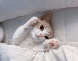 ありがとうの気持ち