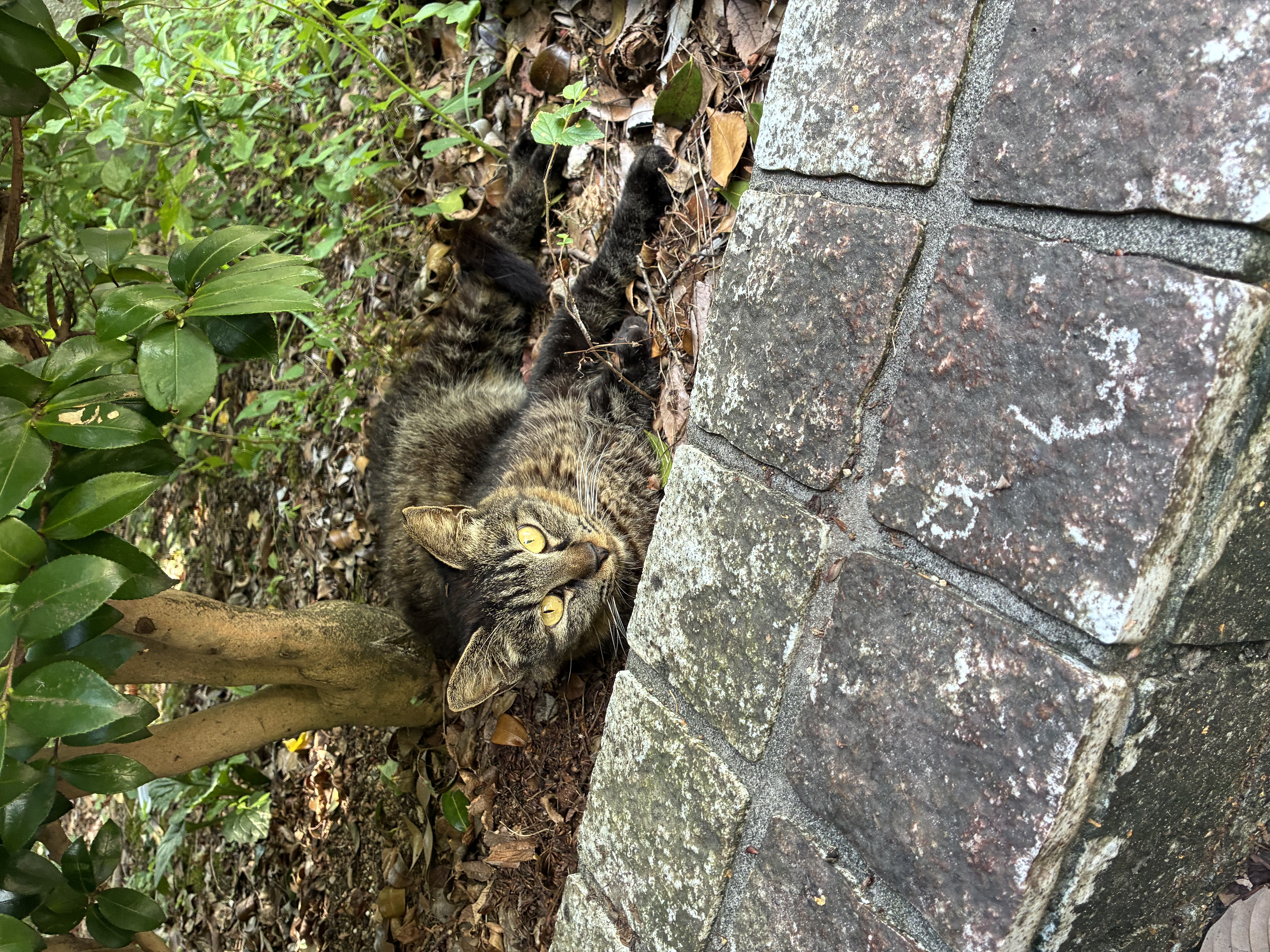 かりん「」09/01(火) 18:58 | かりんの写メ