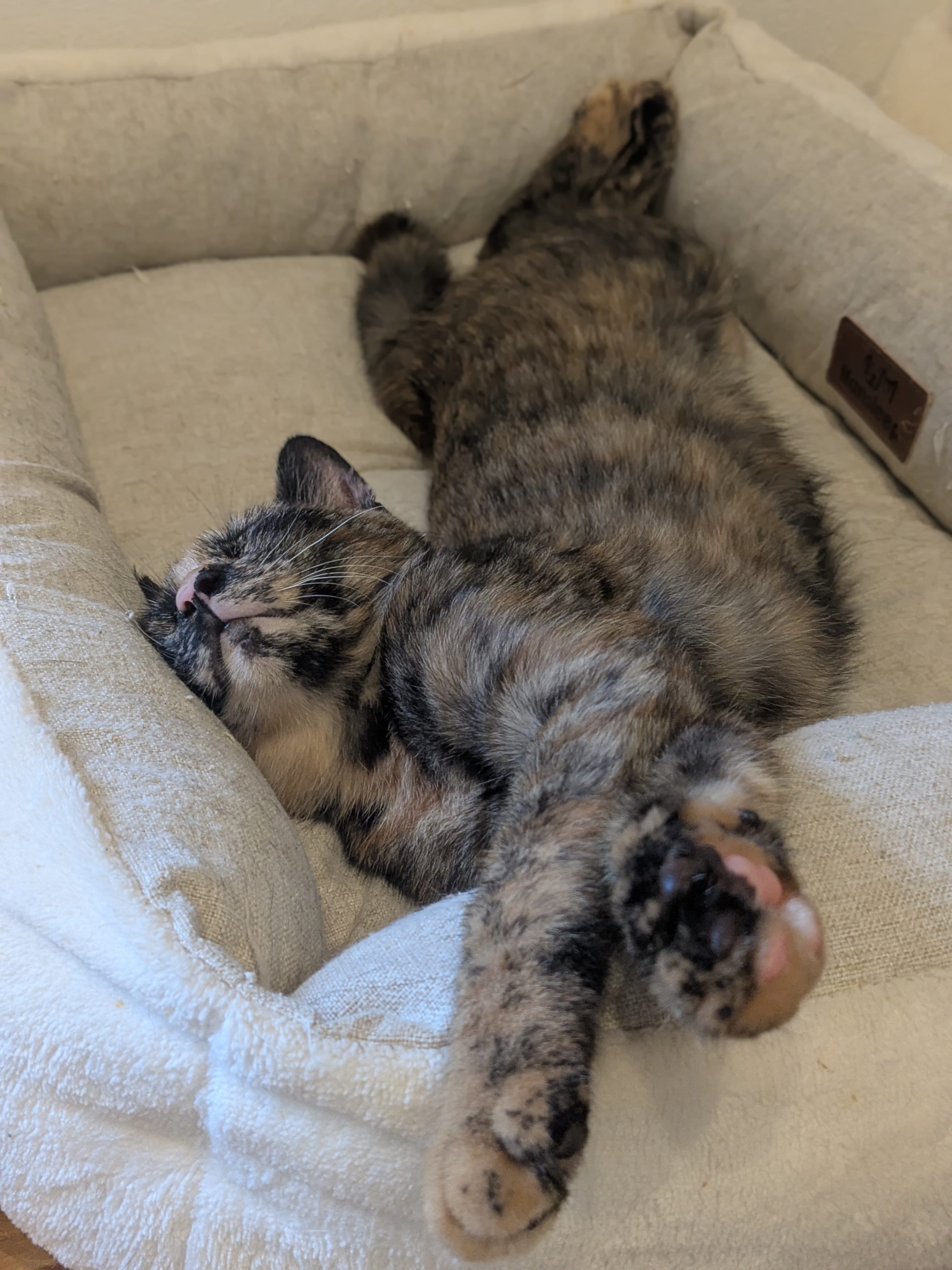 「次回は9/19の20:00〜です✨」09/10(木) 23:32 | 奥菜　めぐみの写メ
